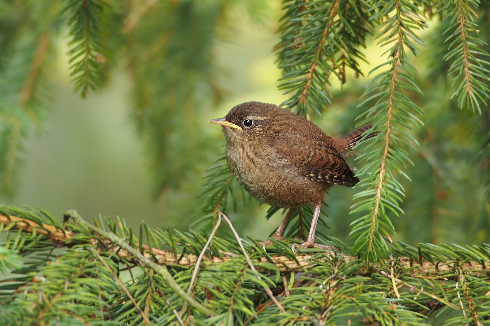Nazwa:  strzyżyk043080omdf.jpg
Wyświetleń: 125
Rozmiar:  335,1 KB