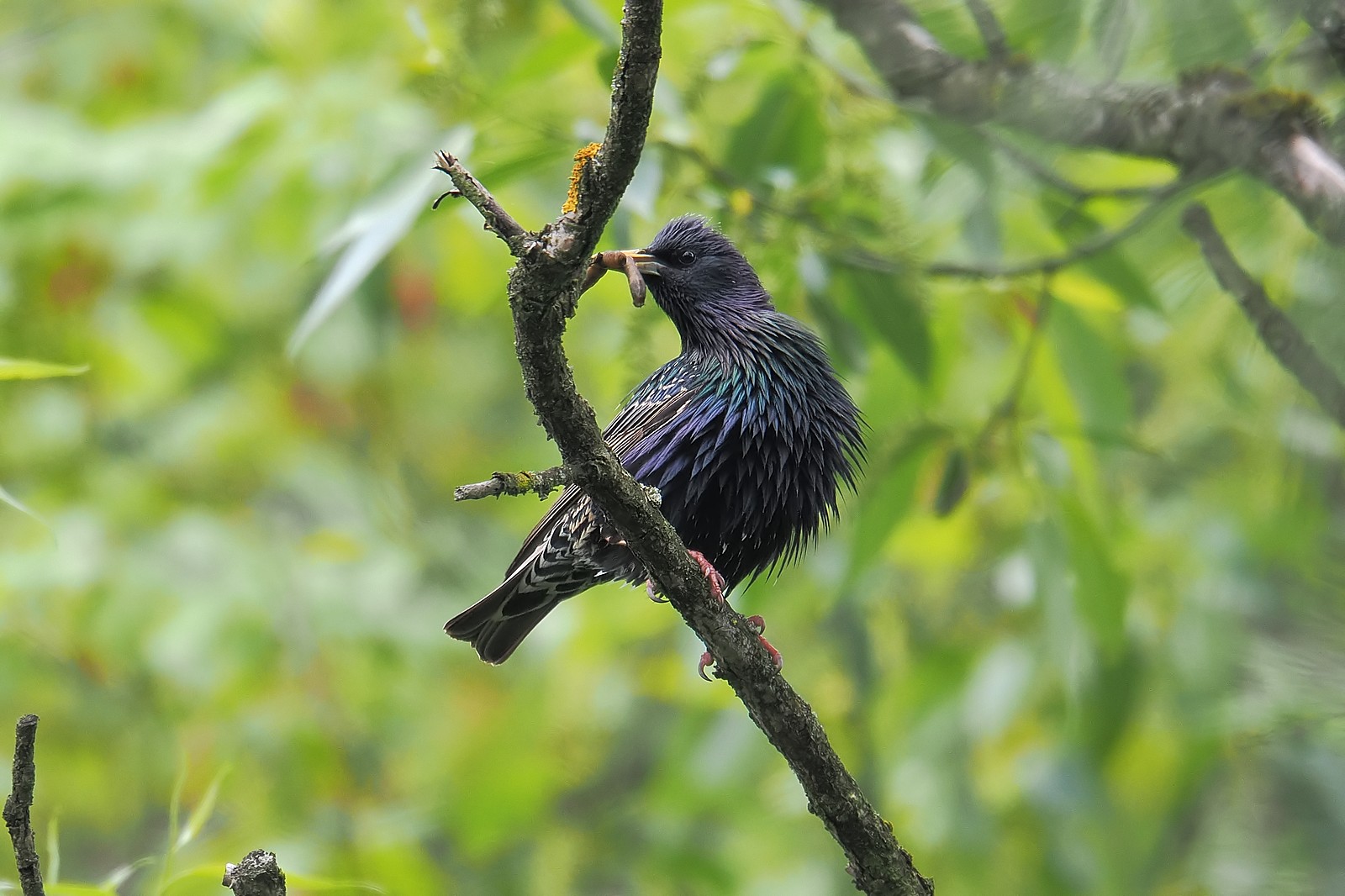 Nazwa:  szpak202837jf.jpg
Wyświetleń: 99
Rozmiar:  285,0 KB