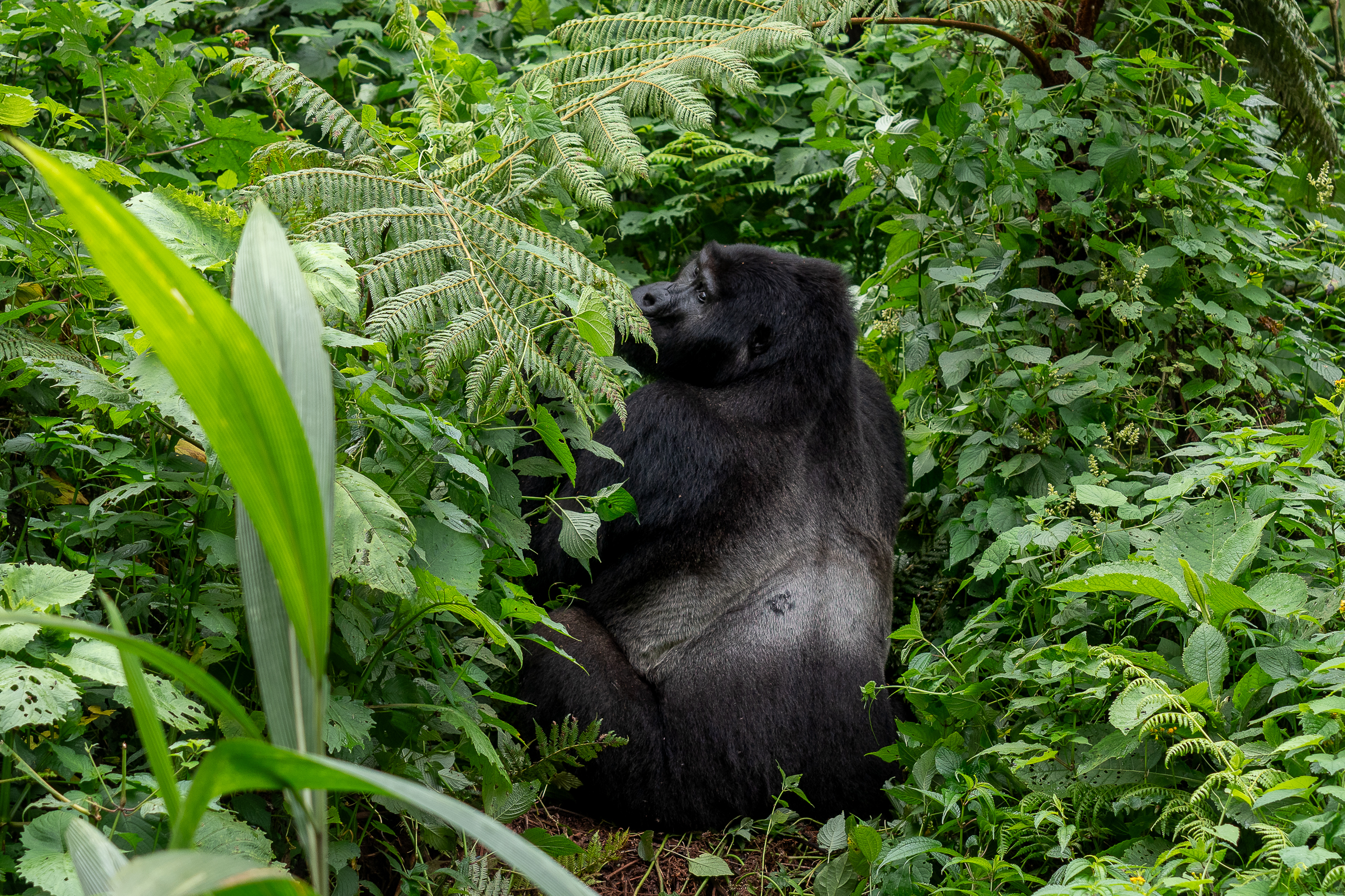 Nazwa:  P2140176-2.jpg
Wyświetleń: 113
Rozmiar:  4,43 MB