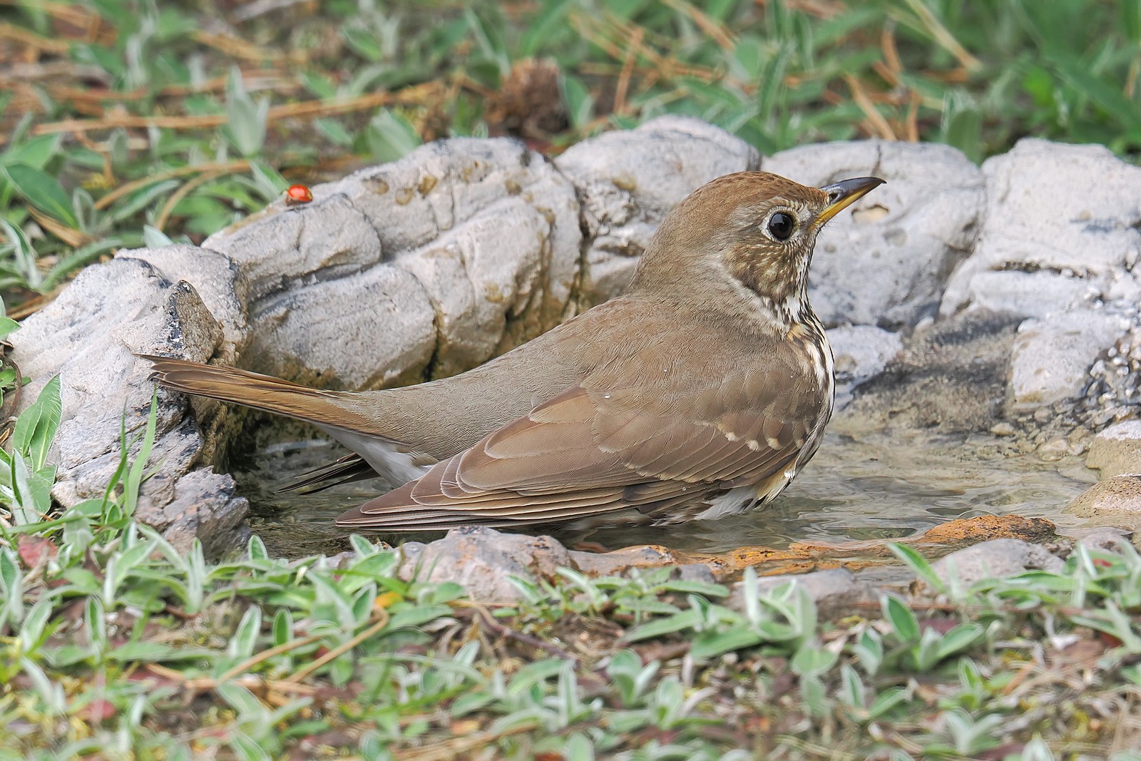 Nazwa:  drozd śpiewak198266jf.jpg
Wyświetleń: 91
Rozmiar:  478,4 KB