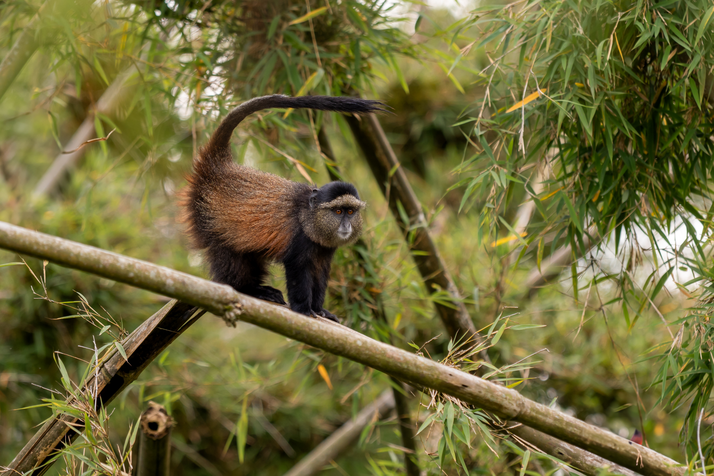 Nazwa:  P2110182.jpg
Wyświetleń: 88
Rozmiar:  2,05 MB