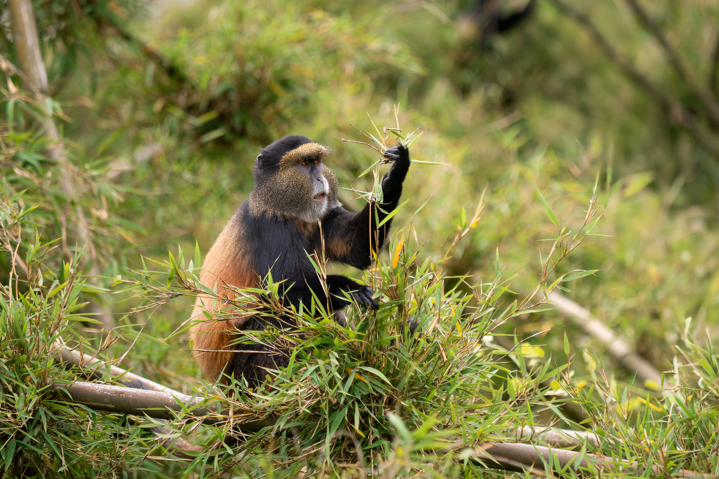 Nazwa:  P2110191.jpg
Wyświetleń: 89
Rozmiar:  2,51 MB