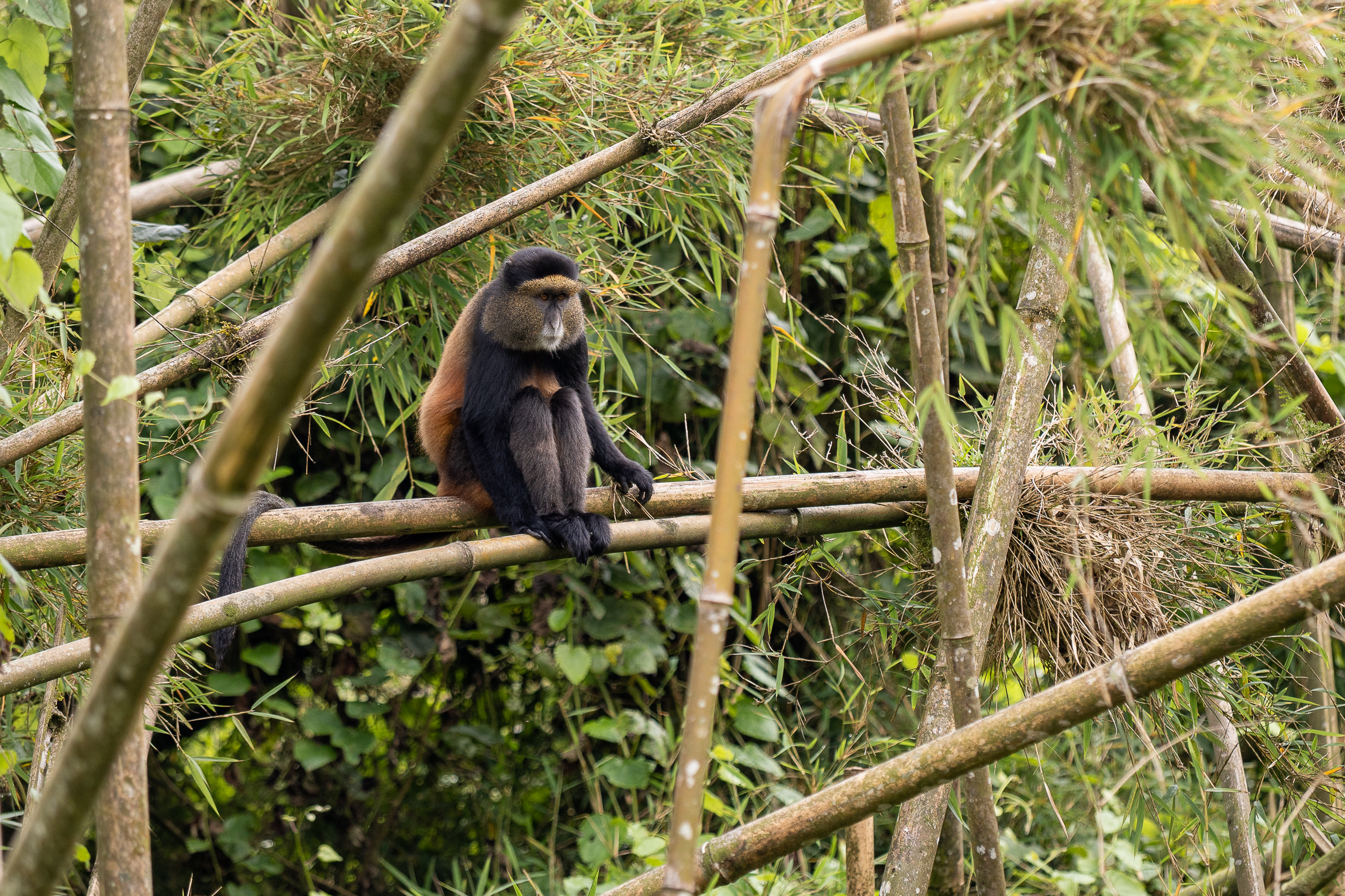 Nazwa:  P2110147.jpg
Wyświetleń: 89
Rozmiar:  3,82 MB