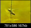 Kliknij obrazek, aby uzyskać większą wersję

Nazwa:	P6025445.JPG
Wyświetleń:	158
Rozmiar:	166,7 KB
ID:	26735