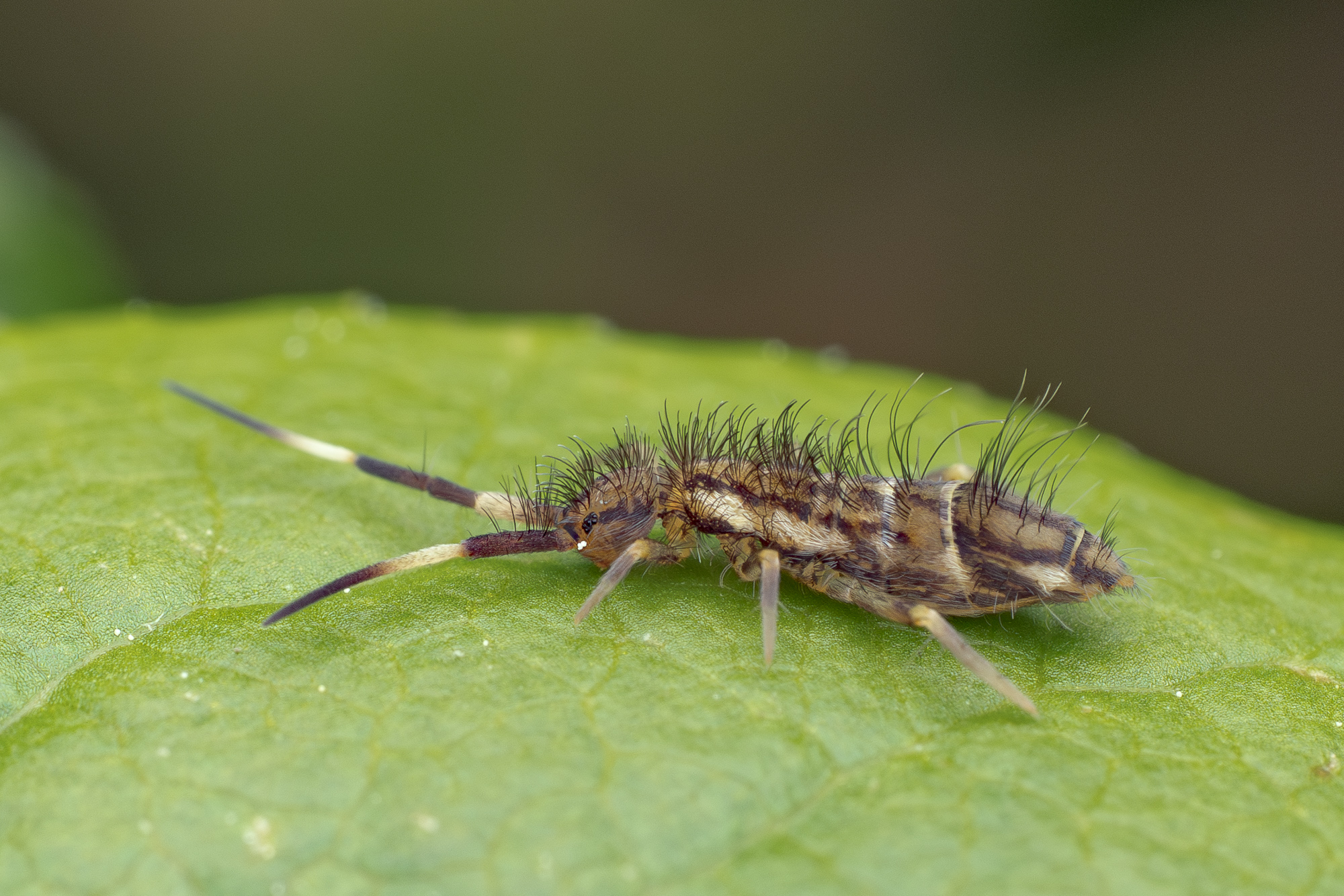Nazwa:  Orchesella flavescens - Nipchlica zaroślowa - 20250524_141404_2000-2.jpg
Wyświetleń: 57
Rozmiar:  1,08 MB