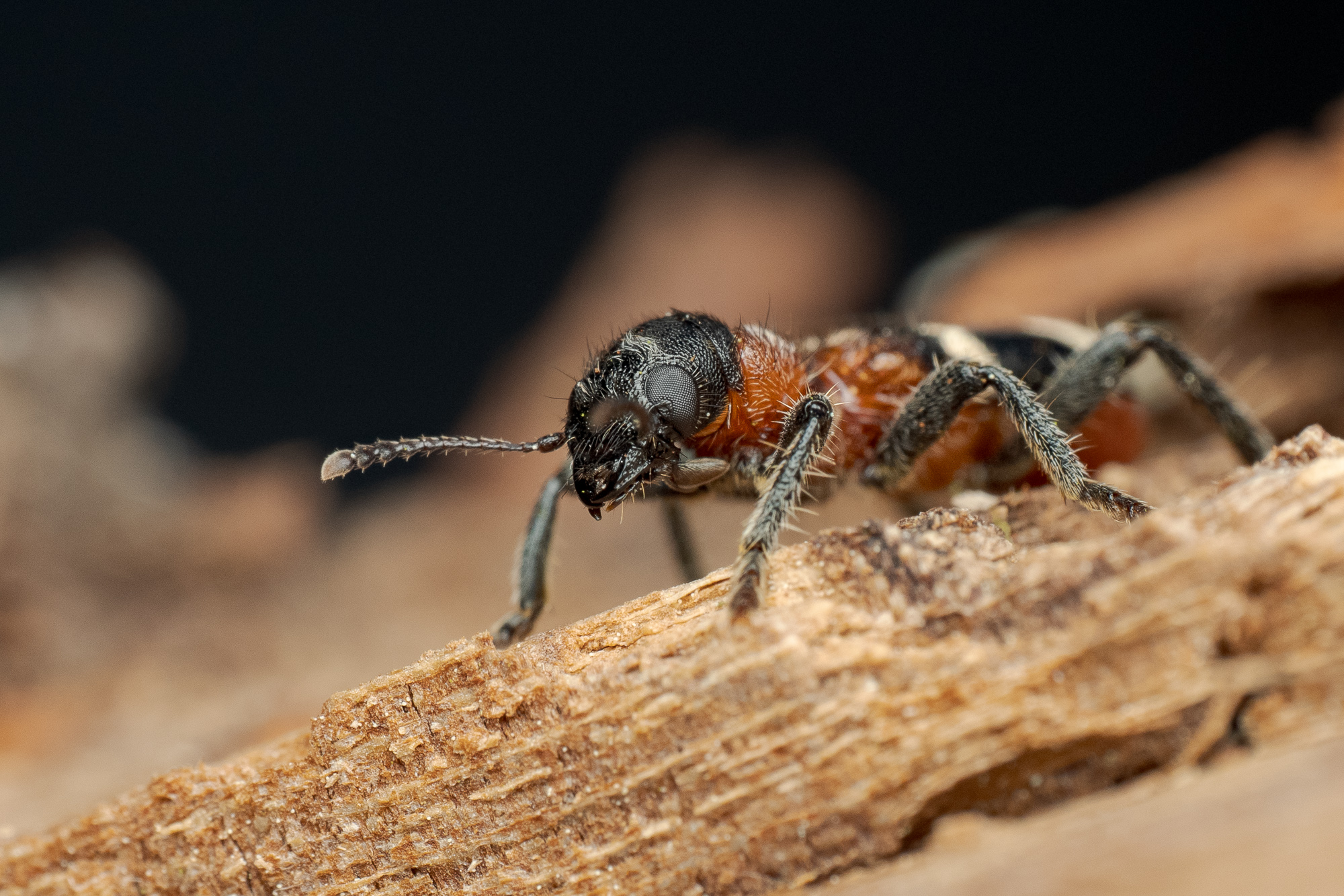 Nazwa:  Thanasimus formicarius - Przekrasek mróweczka - 20250520_183541_2000.jpg
Wyświetleń: 42
Rozmiar:  1,10 MB