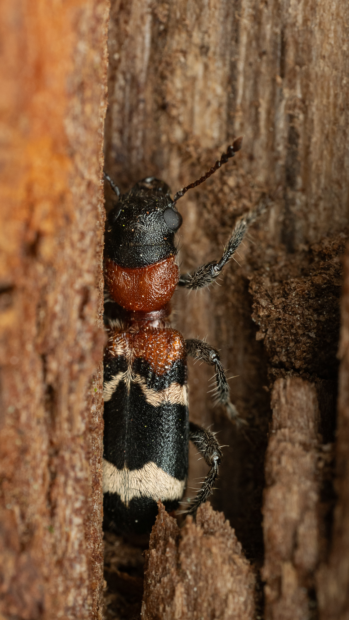 Nazwa:  Thanasimus formicarius - Przekrasek mróweczka - 20250520_183823_2000.jpg
Wyświetleń: 42
Rozmiar:  1,24 MB