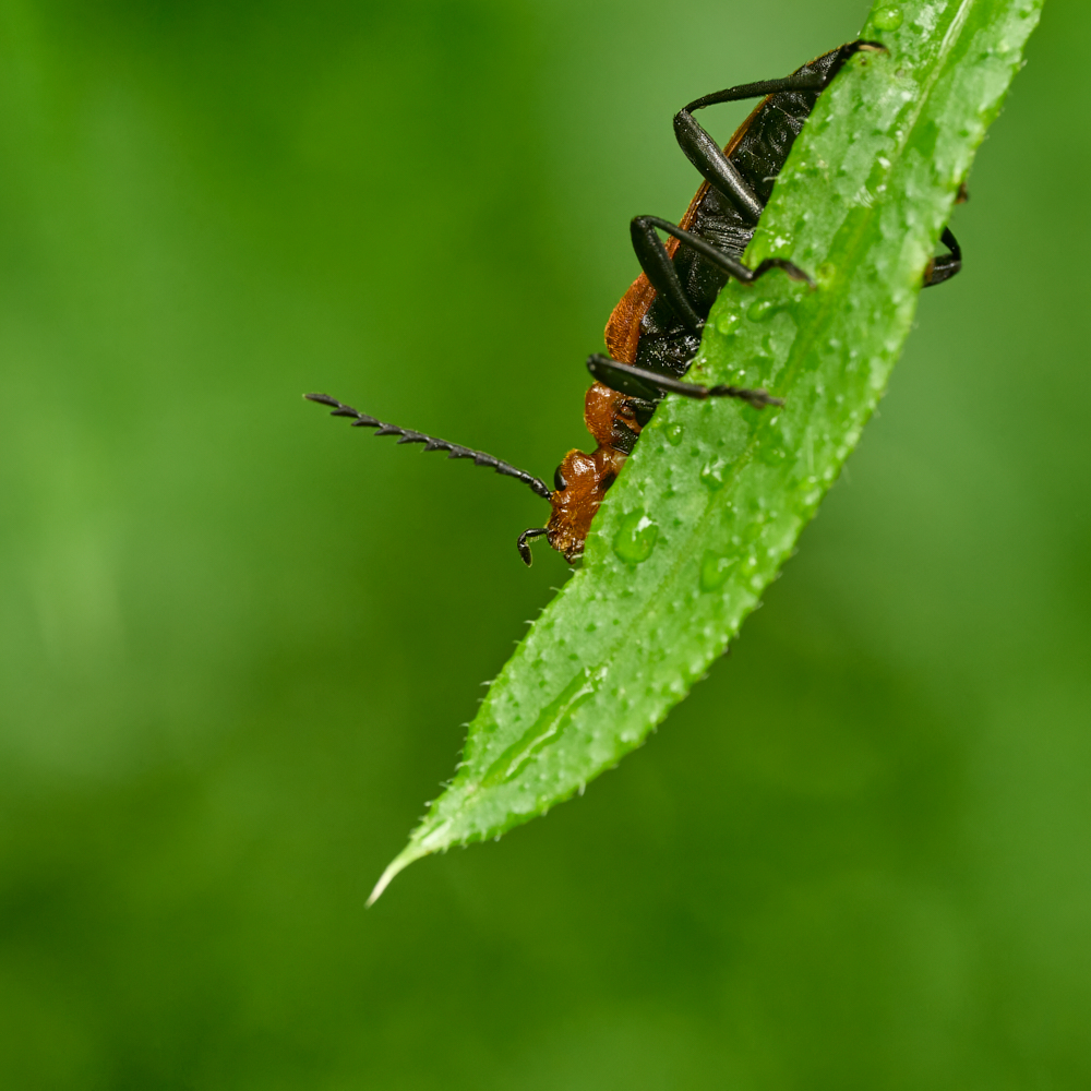 Nazwa:  Pyrochroa serraticornis 4.jpg
Wyświetleń: 33
Rozmiar:  699,4 KB