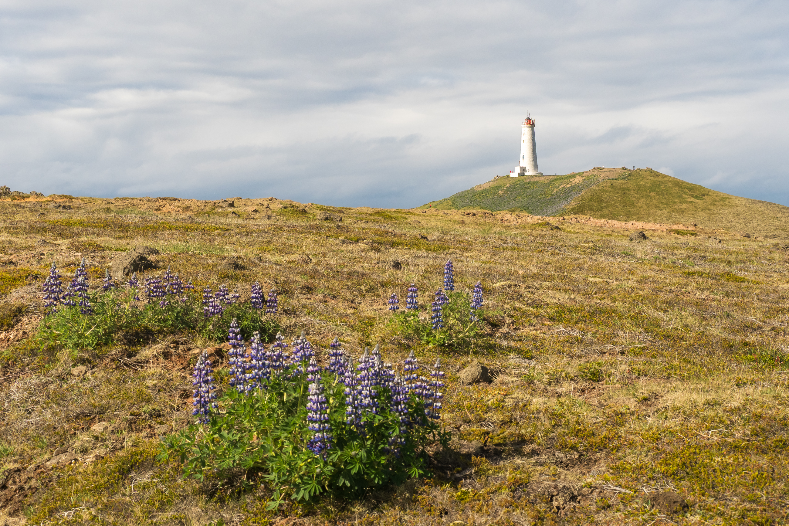 Nazwa:  P5311306-2.jpg
Wyświetleń: 116
Rozmiar:  4,87 MB