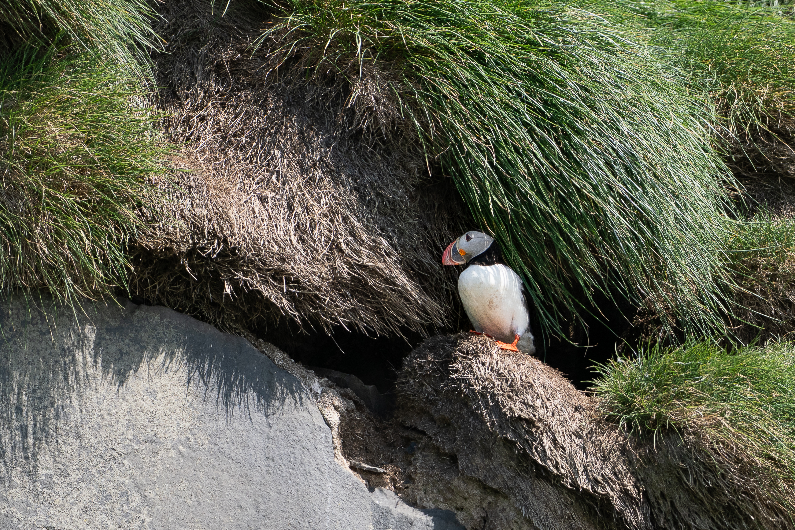 Nazwa:  P5280511-2.jpg
Wyświetleń: 83
Rozmiar:  5,37 MB