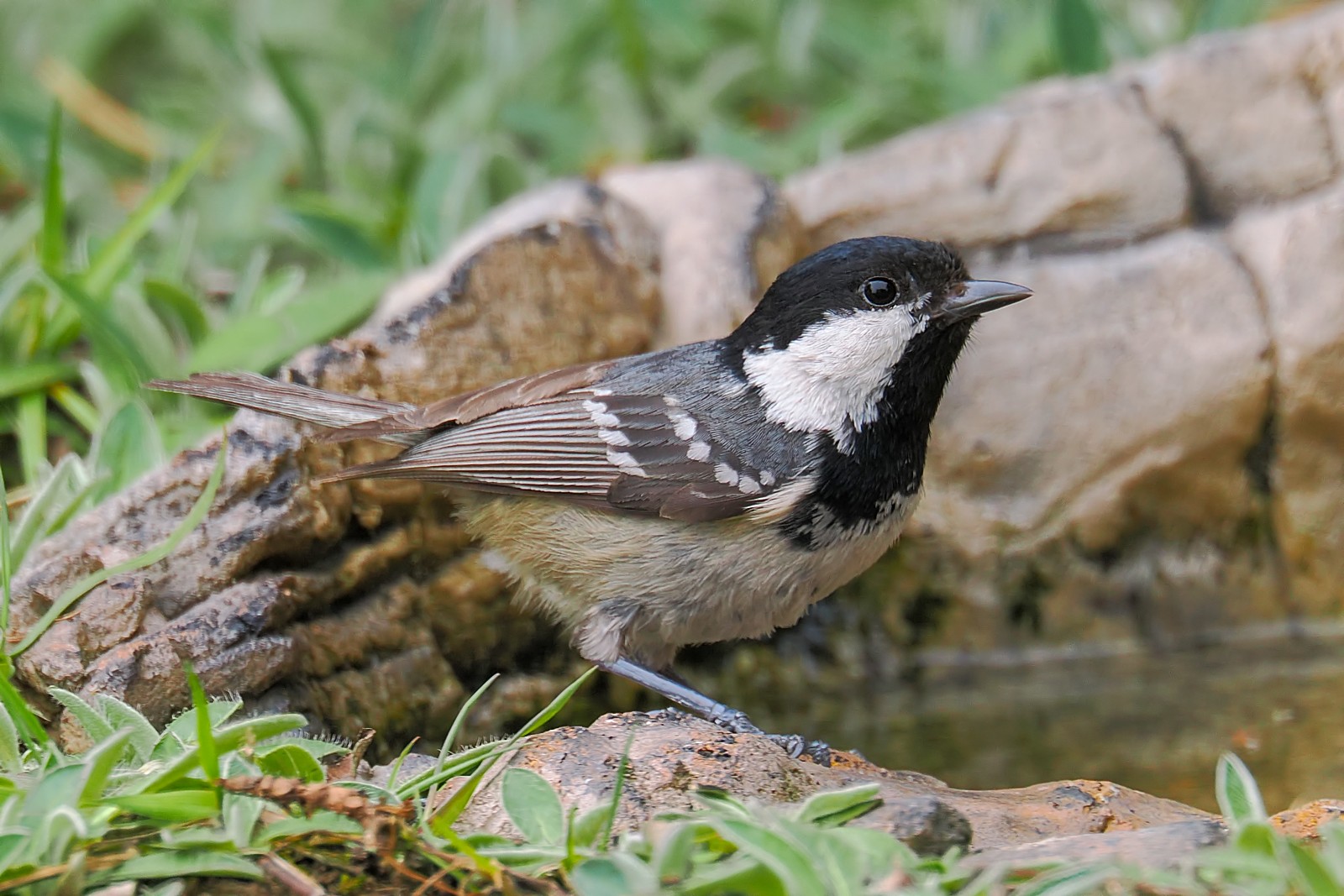 Nazwa:  sosnówka210699jf.jpg
Wyświetleń: 91
Rozmiar:  325,7 KB