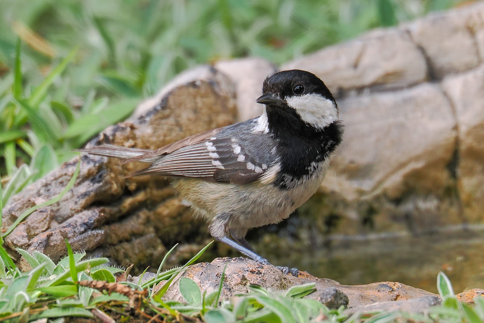 Nazwa:  sosnówka210705jf.jpg
Wyświetleń: 87
Rozmiar:  338,6 KB