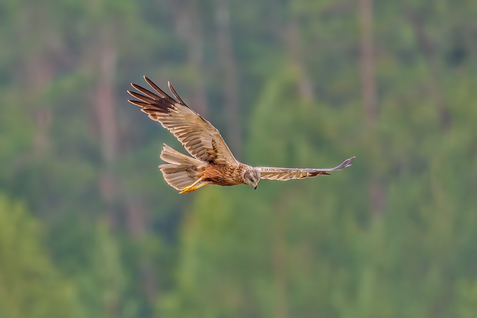 Nazwa:  błotniak stawowy310058jmdf.jpg
Wyświetleń: 64
Rozmiar:  110,5 KB