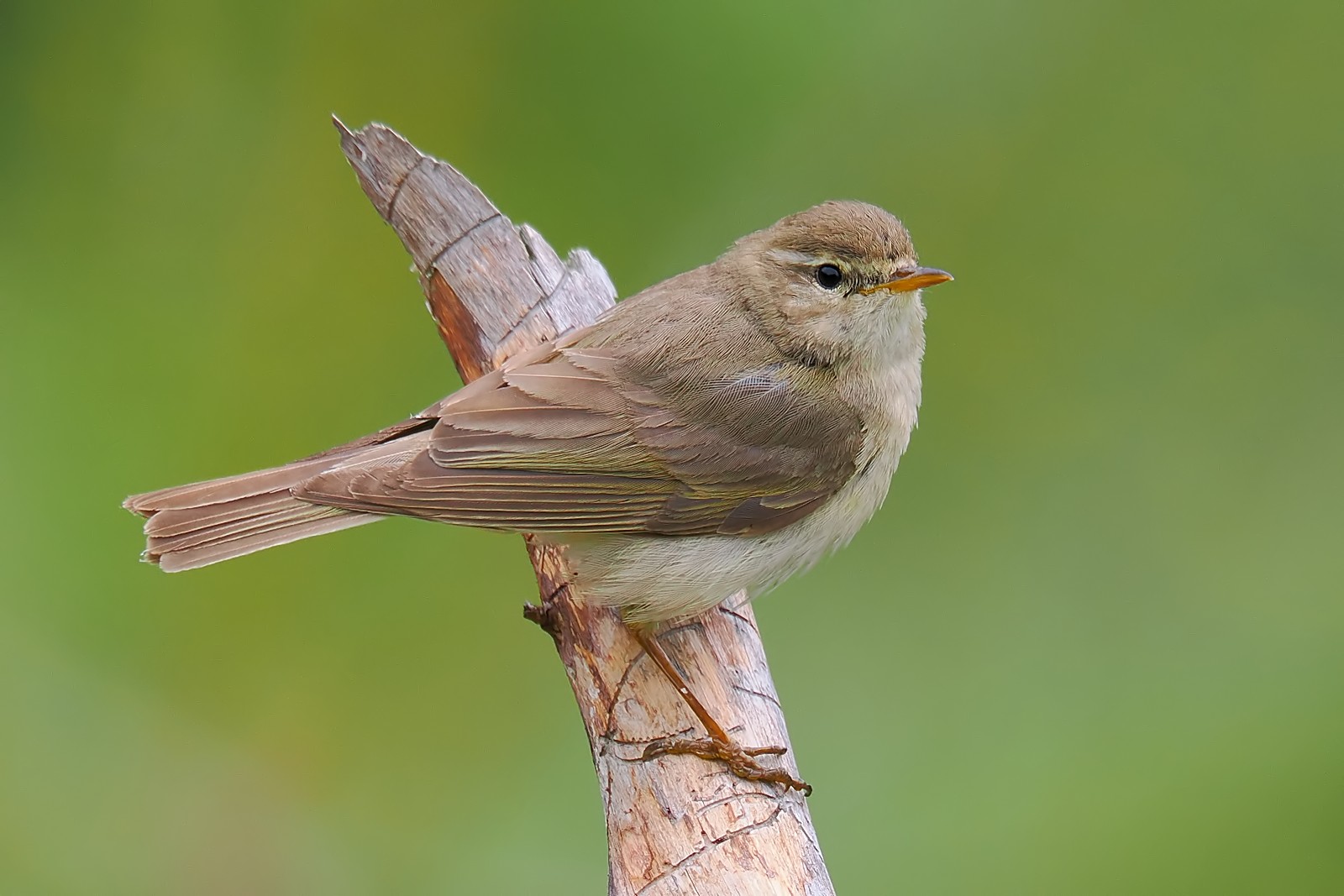 Nazwa:  piecuszek247435jf.jpg
Wyświetleń: 43
Rozmiar:  199,5 KB
