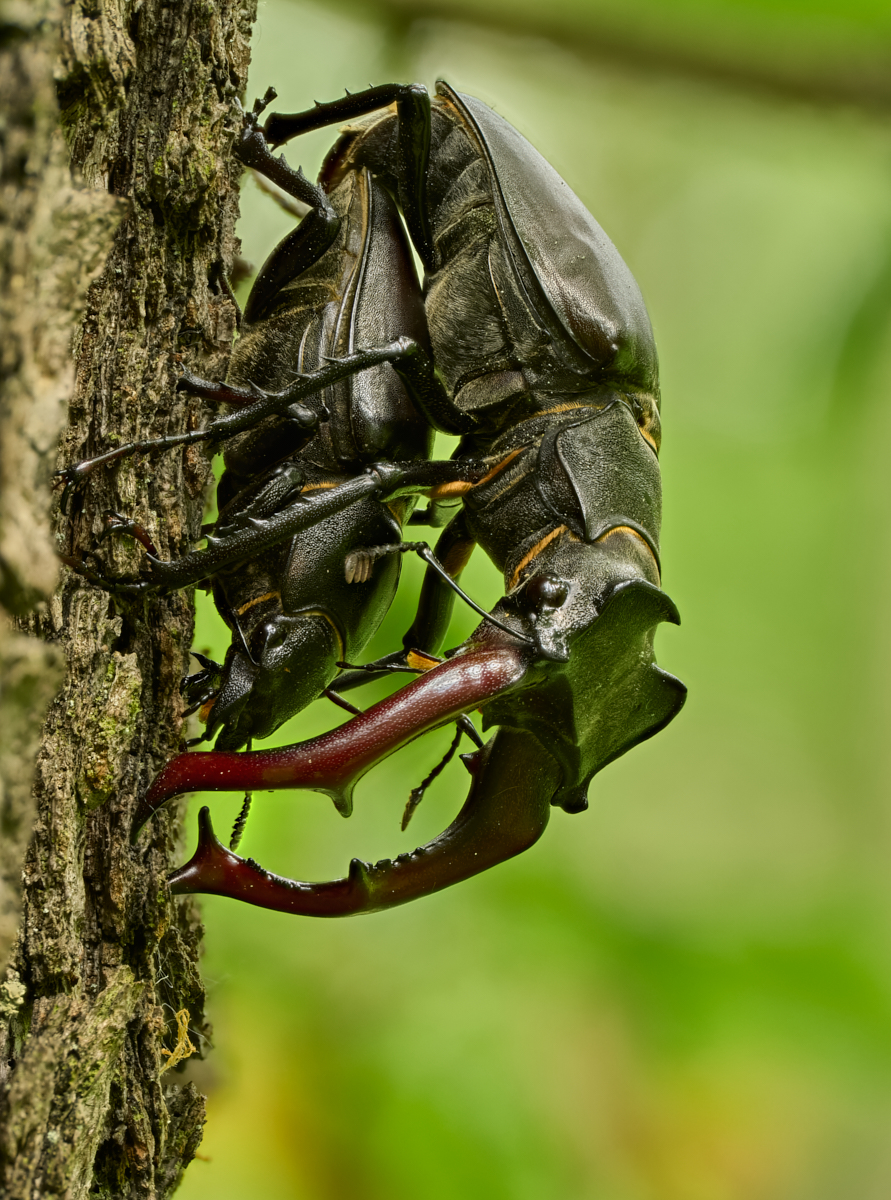 Nazwa:  Lucanus cervus2.jpg
Wyświetleń: 94
Rozmiar:  1.013,2 KB
