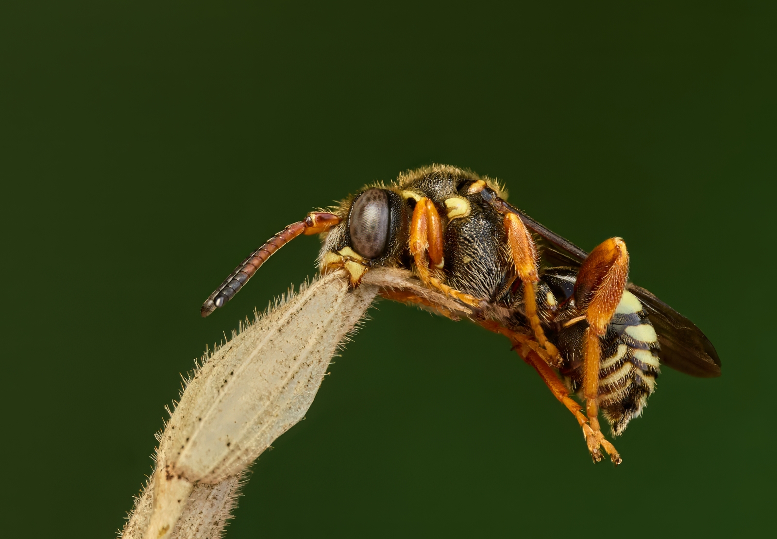 Nazwa:  Nomada sp. 1'.jpeg
Wyświetleń: 42
Rozmiar:  769,5 KB