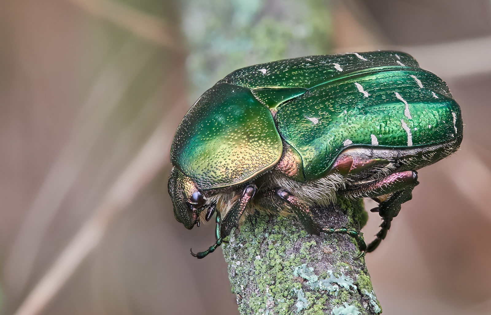 Nazwa:  Cetonia aurata'.jpeg
Wyświetleń: 89
Rozmiar:  1,17 MB