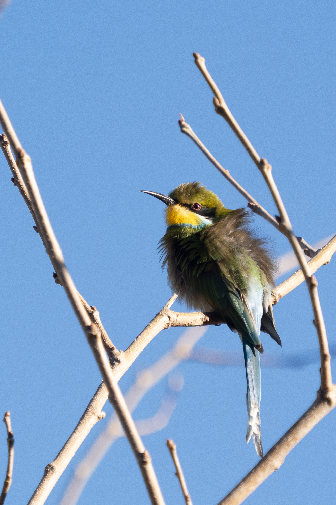 Nazwa:  Merops hirundineus - Żołna widłosterna - 20250628_080600_2000.jpg
Wyświetleń: 172
Rozmiar:  1,02 MB