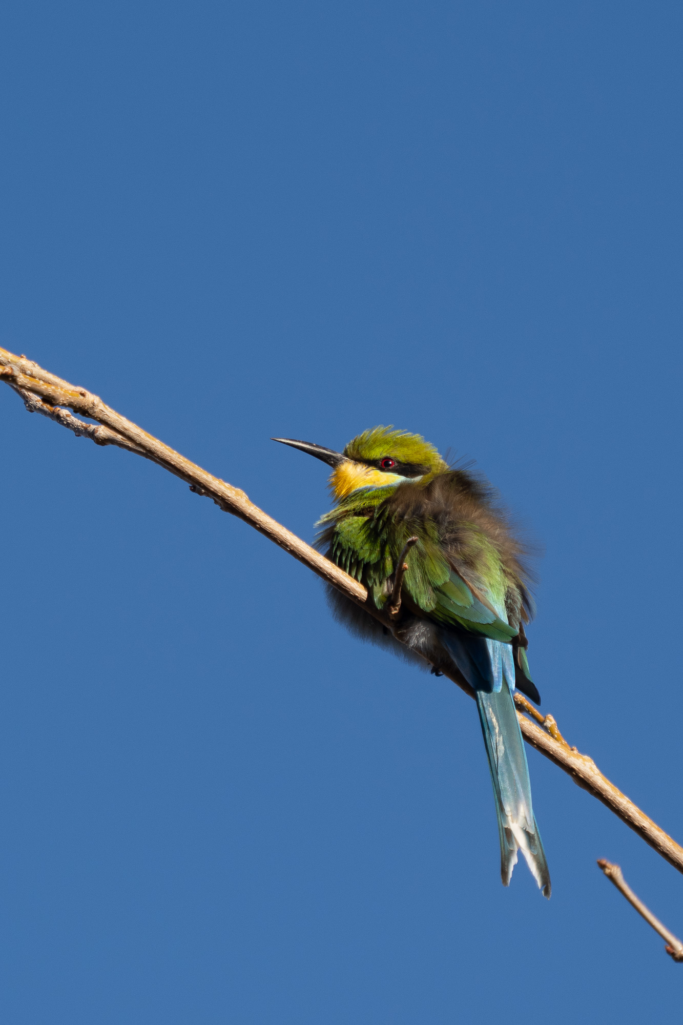 Nazwa:  Merops hirundineus - Żołna widłosterna - 20250628_080650_2000.jpg
Wyświetleń: 175
Rozmiar:  751,4 KB