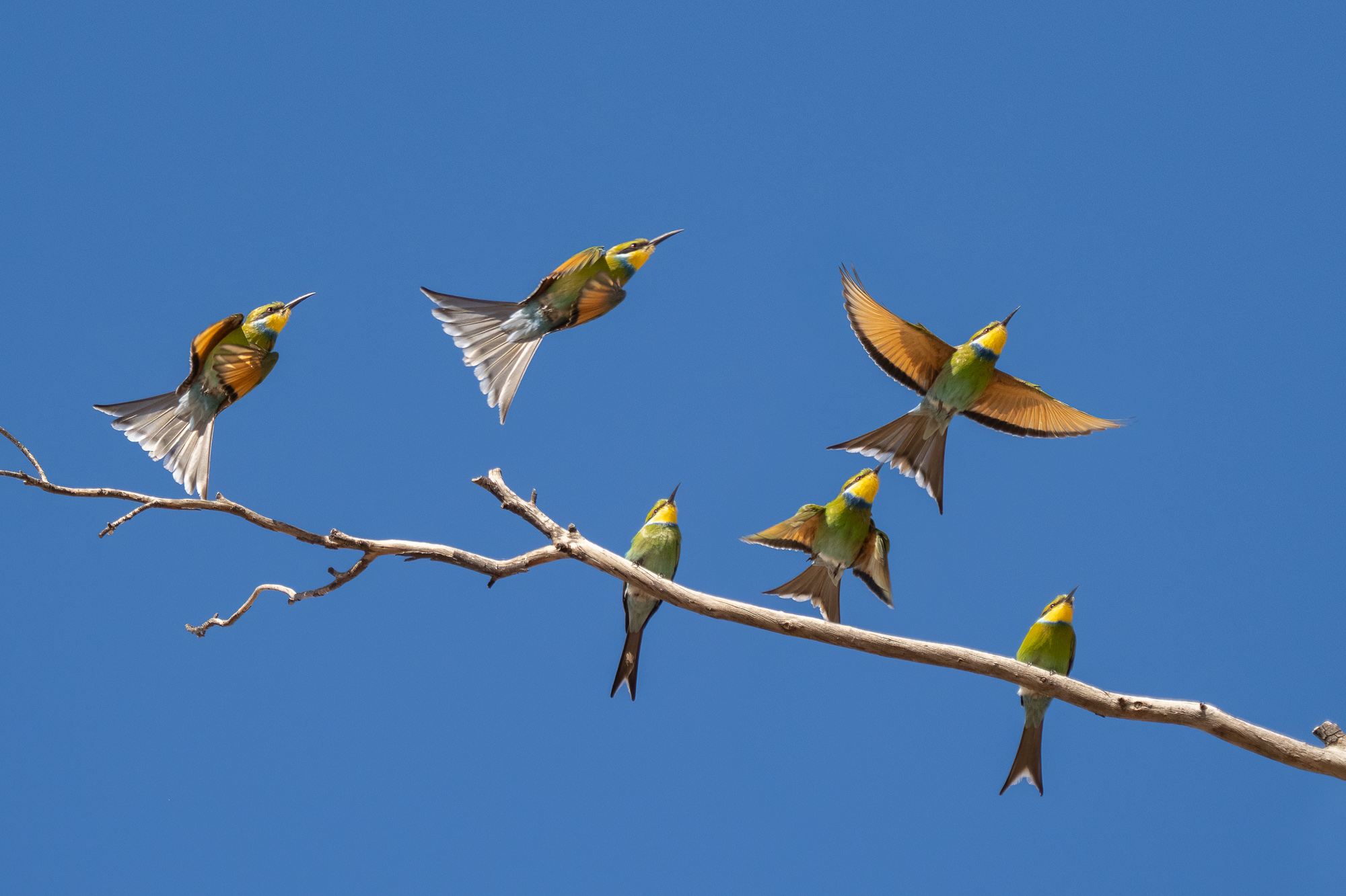 Nazwa:  Merops hirundineus - Żołna widłosterna - 20250623_115013_2000.jpg
Wyświetleń: 172
Rozmiar:  788,9 KB