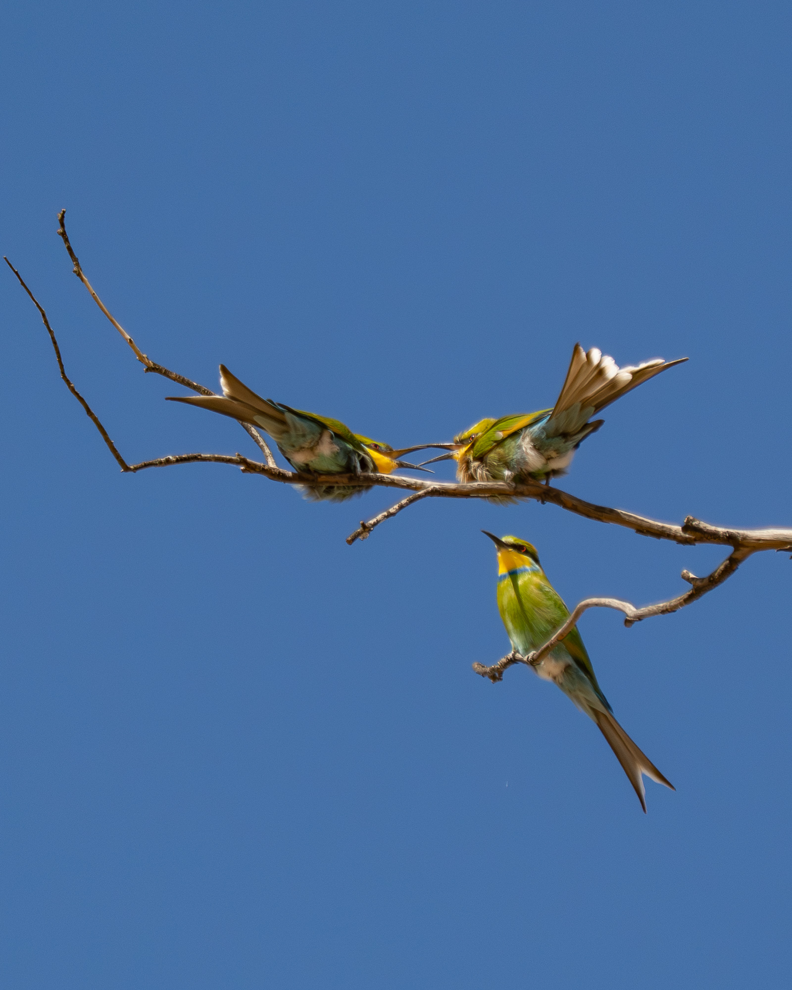 Nazwa:  Merops hirundineus - Żołna widłosterna - 20250623_115323-3_2000.jpg
Wyświetleń: 170
Rozmiar:  885,7 KB