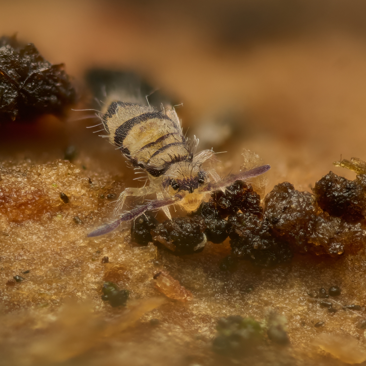 Nazwa:  Entomobrya corticalis'.jpeg
Wyświetleń: 24
Rozmiar:  905,7 KB