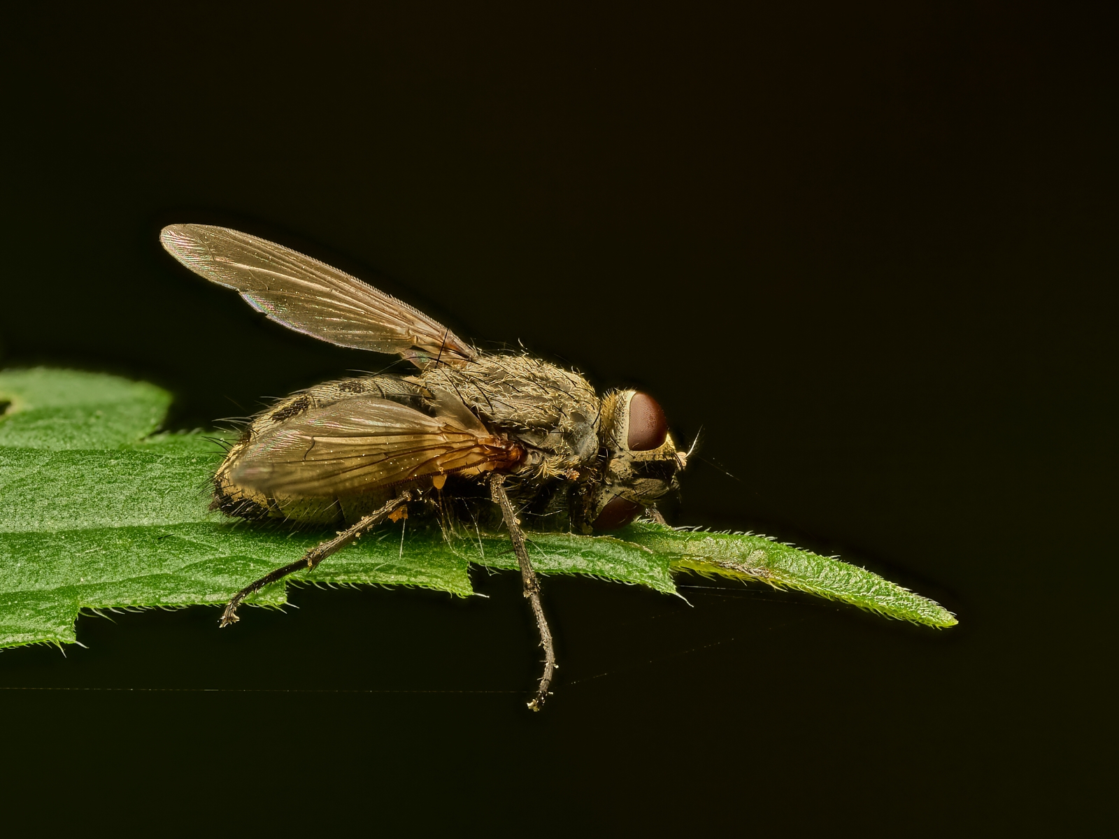 Nazwa:  Tachinidae sp.'.jpeg
Wyświetleń: 49
Rozmiar:  941,1 KB