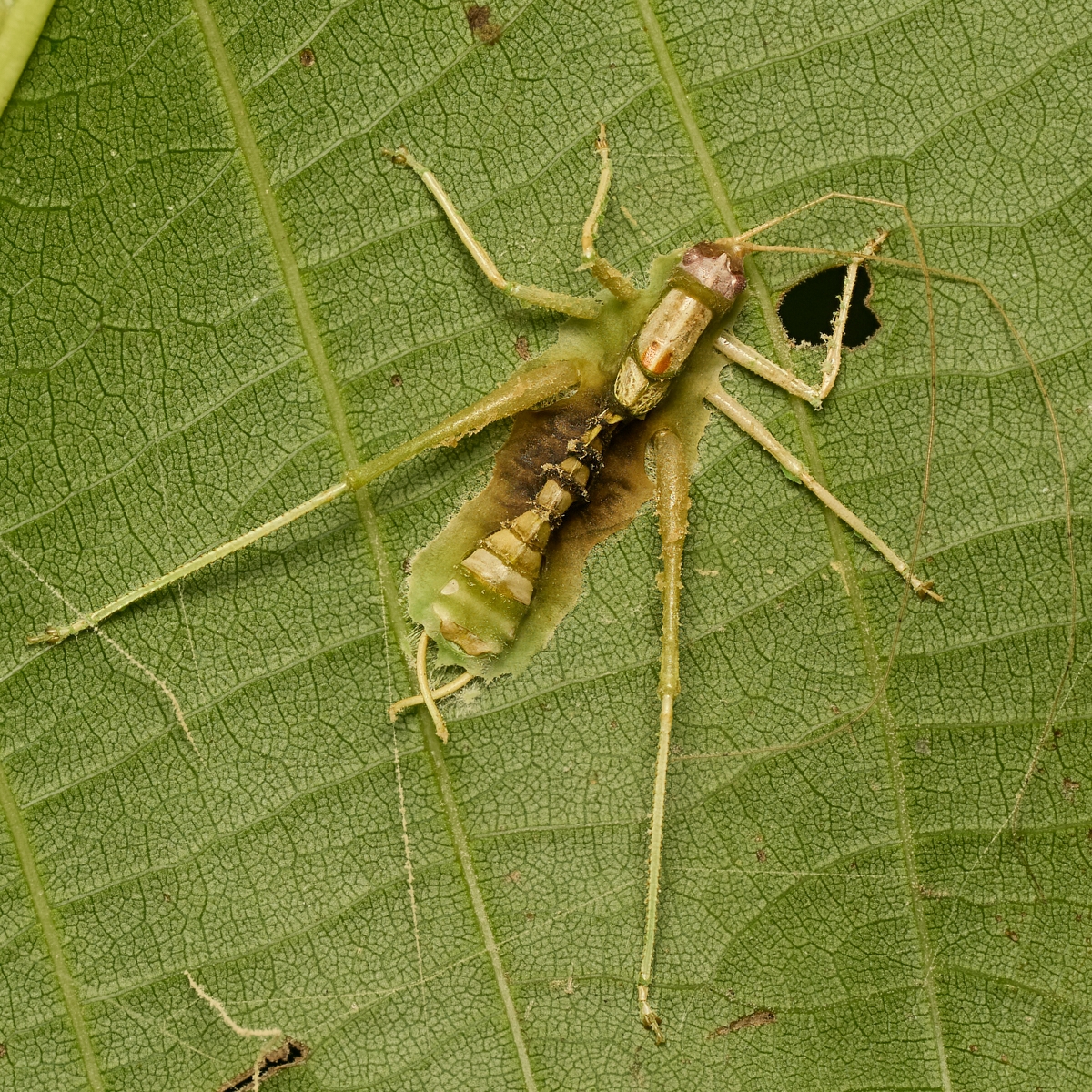 Nazwa:  Meconema sp., Entomophthora grylli...'.jpeg
Wyświetleń: 48
Rozmiar:  1,63 MB