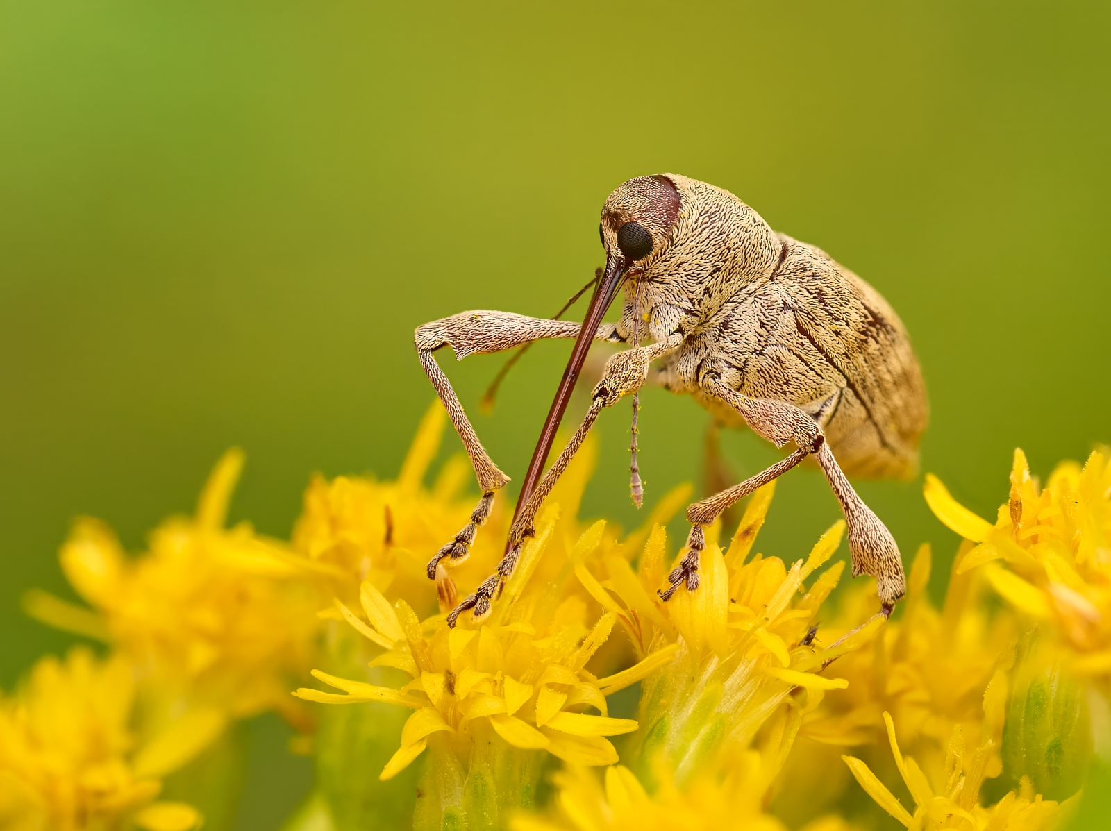 Nazwa:  Curculio elephas '.jpeg
Wyświetleń: 39
Rozmiar:  1.012,5 KB