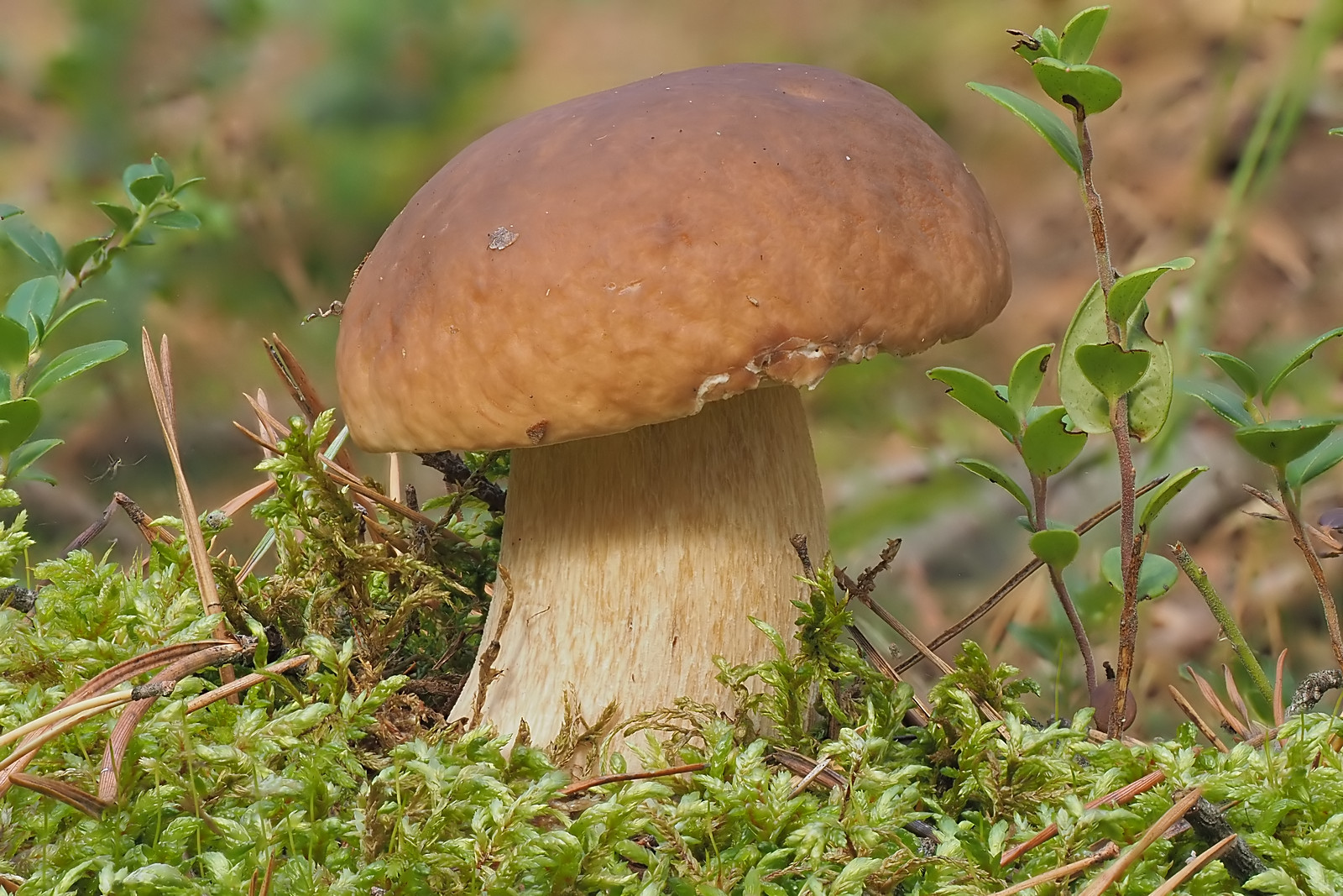 Nazwa:  borowik299121mf.jpg
Wyświetleń: 12
Rozmiar:  548,9 KB