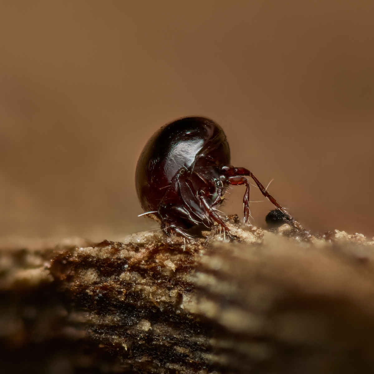 Nazwa:  Galumnidae'.jpeg
Wyświetleń: 12
Rozmiar:  720,2 KB