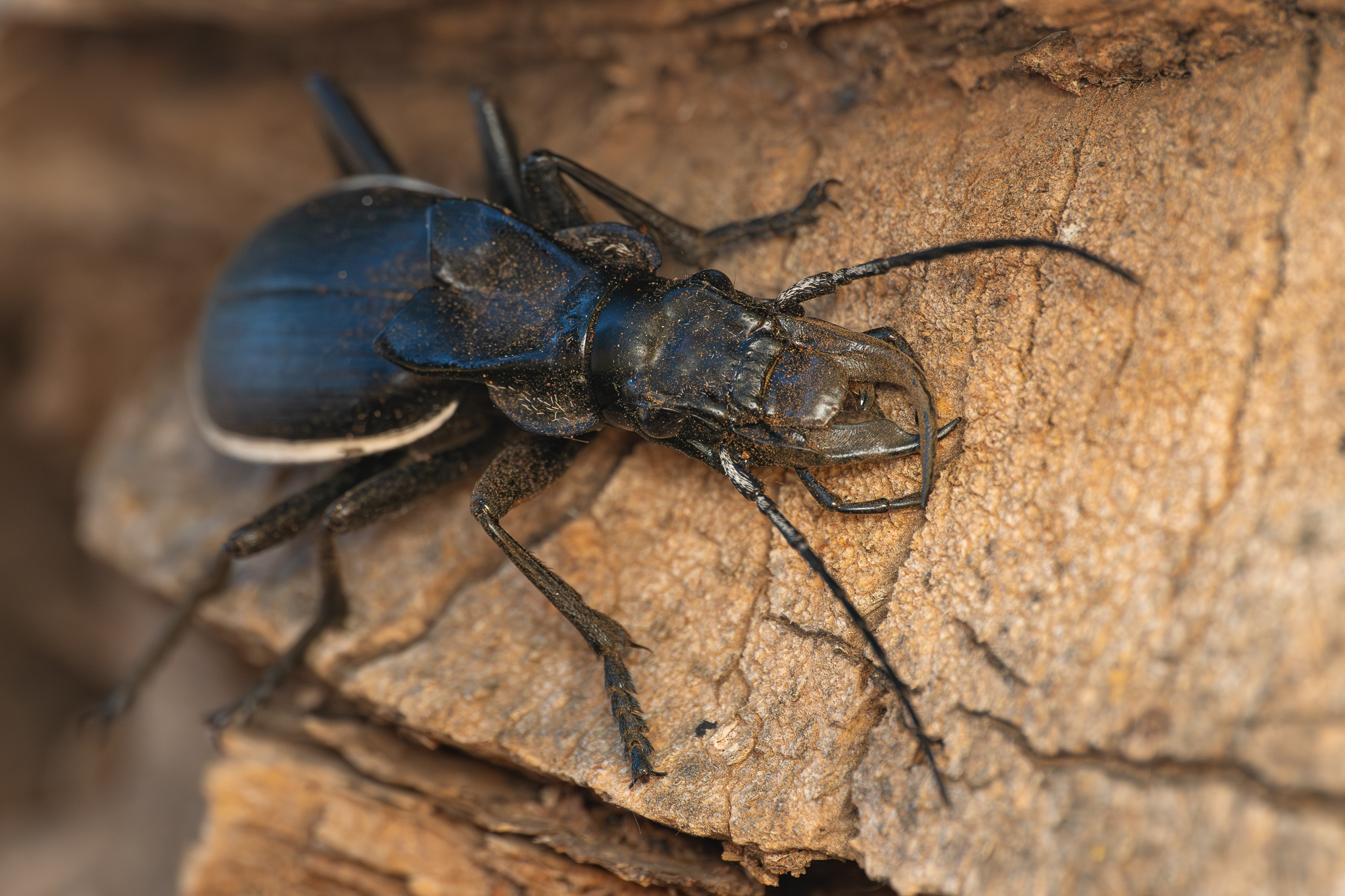 Nazwa:  Anthia sp. - 20250628_164325_2000.jpg
Wyświetleń: 116
Rozmiar:  1,12 MB