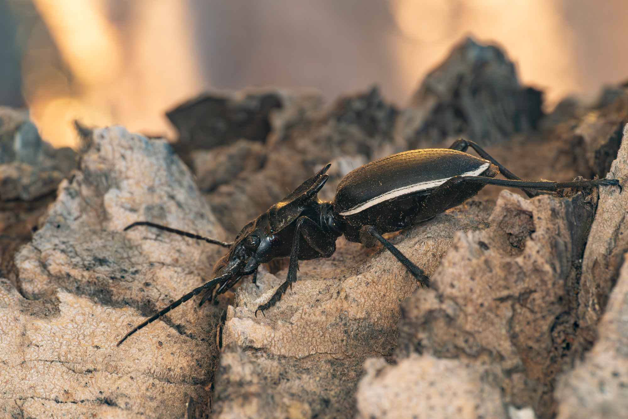 Nazwa:  Anthia sp. - 20250628_165024_2000.jpg
Wyświetleń: 115
Rozmiar:  1,11 MB