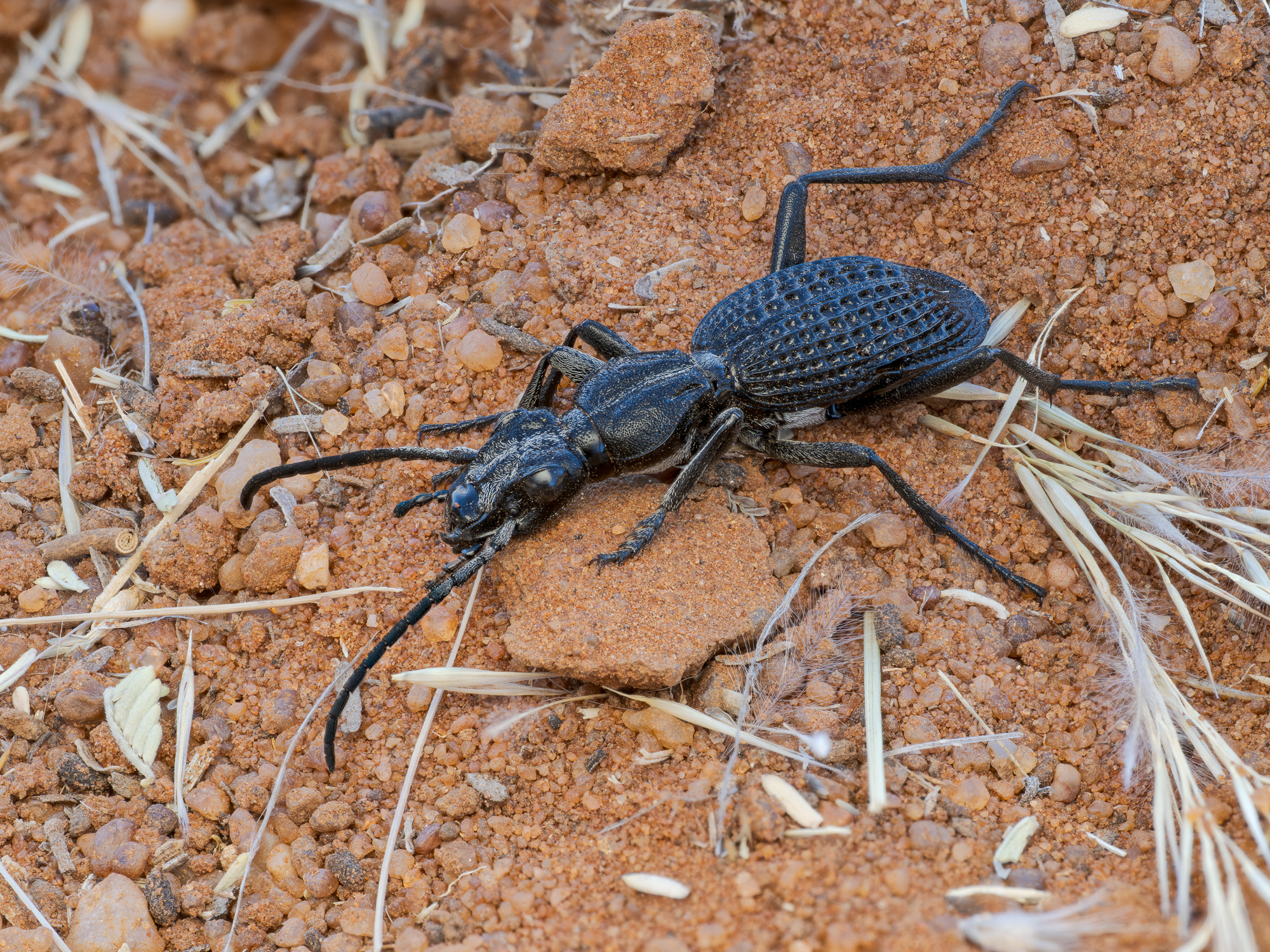 Nazwa:  Anthia sp. - 20250627_150107_2000.jpg
Wyświetleń: 115
Rozmiar:  2,44 MB