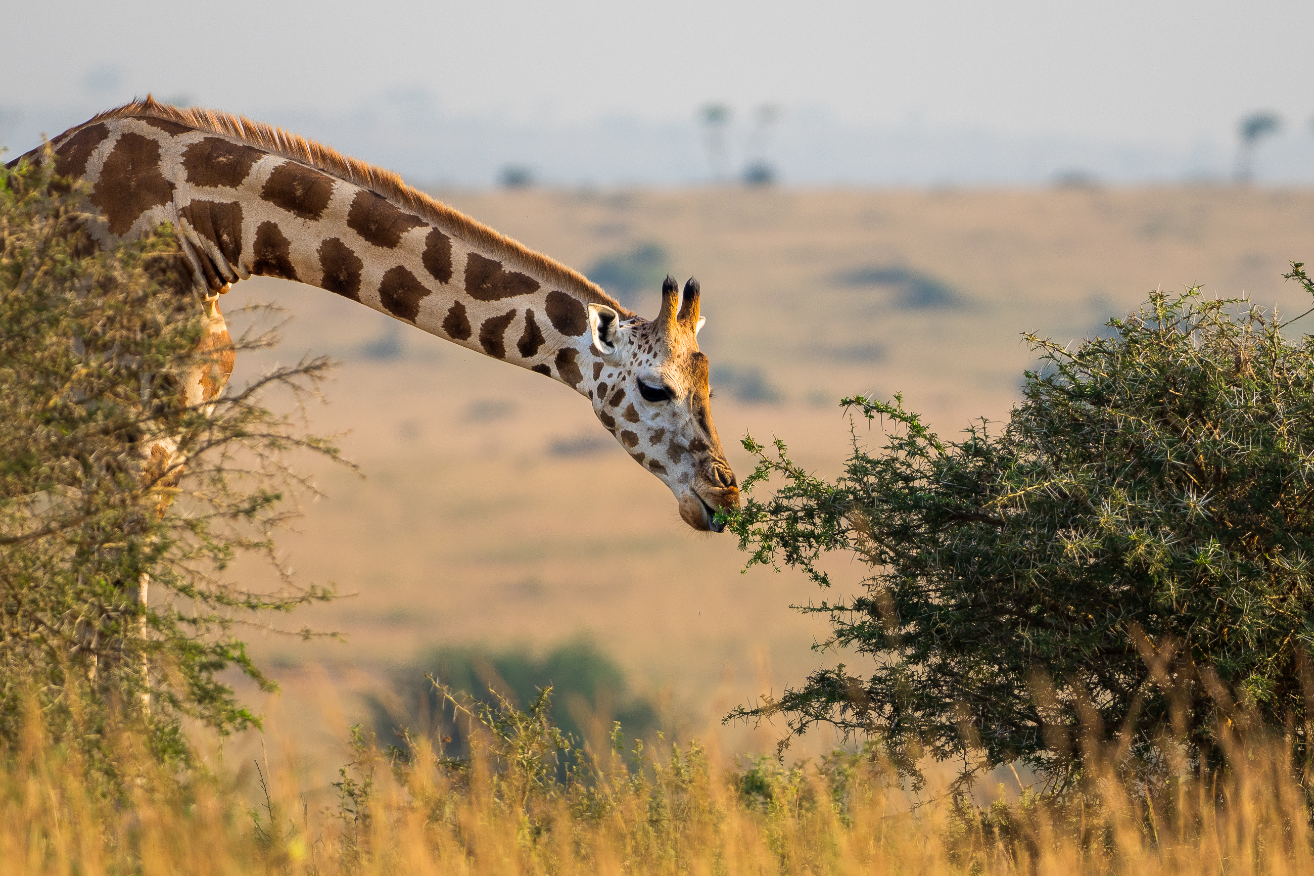 Nazwa:  P2232152.jpg
Wyświetleń: 92
Rozmiar:  4,06 MB