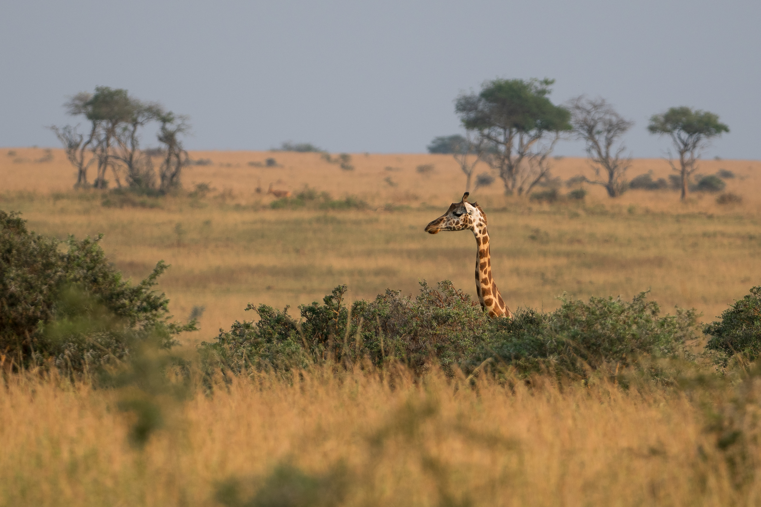 Nazwa:  P2221951.jpg
Wyświetleń: 94
Rozmiar:  2,93 MB