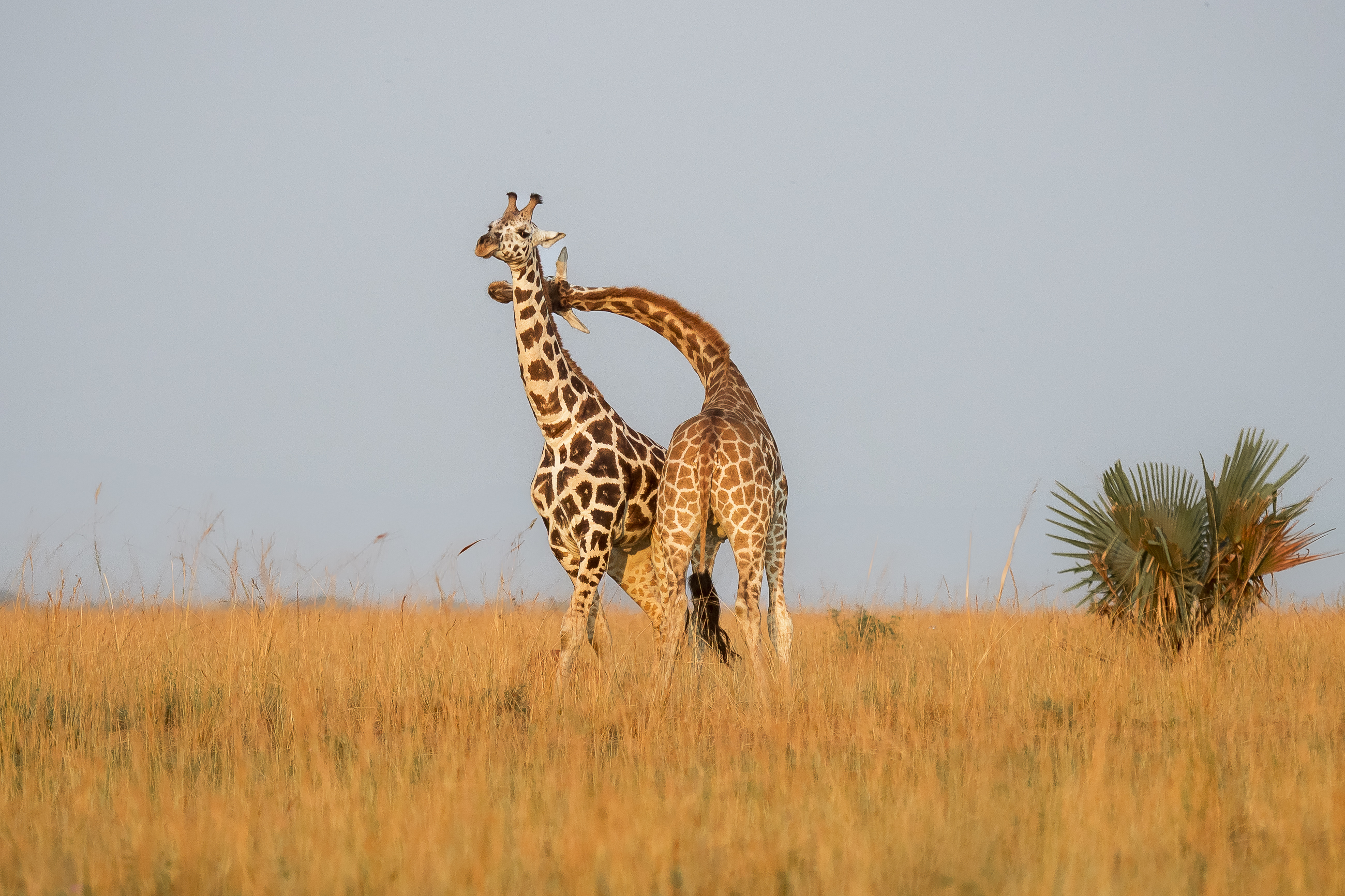 Nazwa:  P2230905.jpg
Wyświetleń: 95
Rozmiar:  3,23 MB