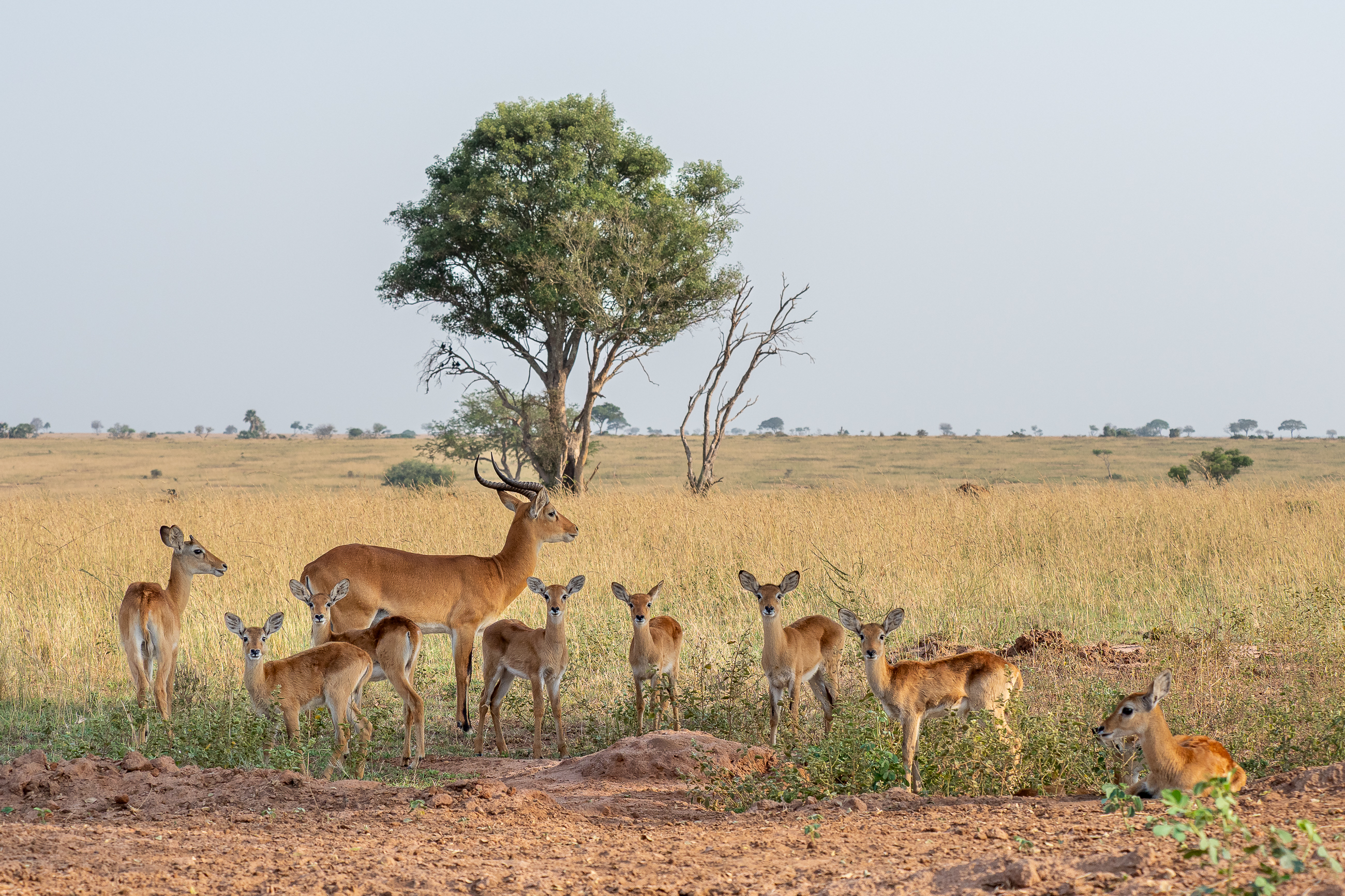 Nazwa:  P2220868.jpg
Wyświetleń: 49
Rozmiar:  4,08 MB