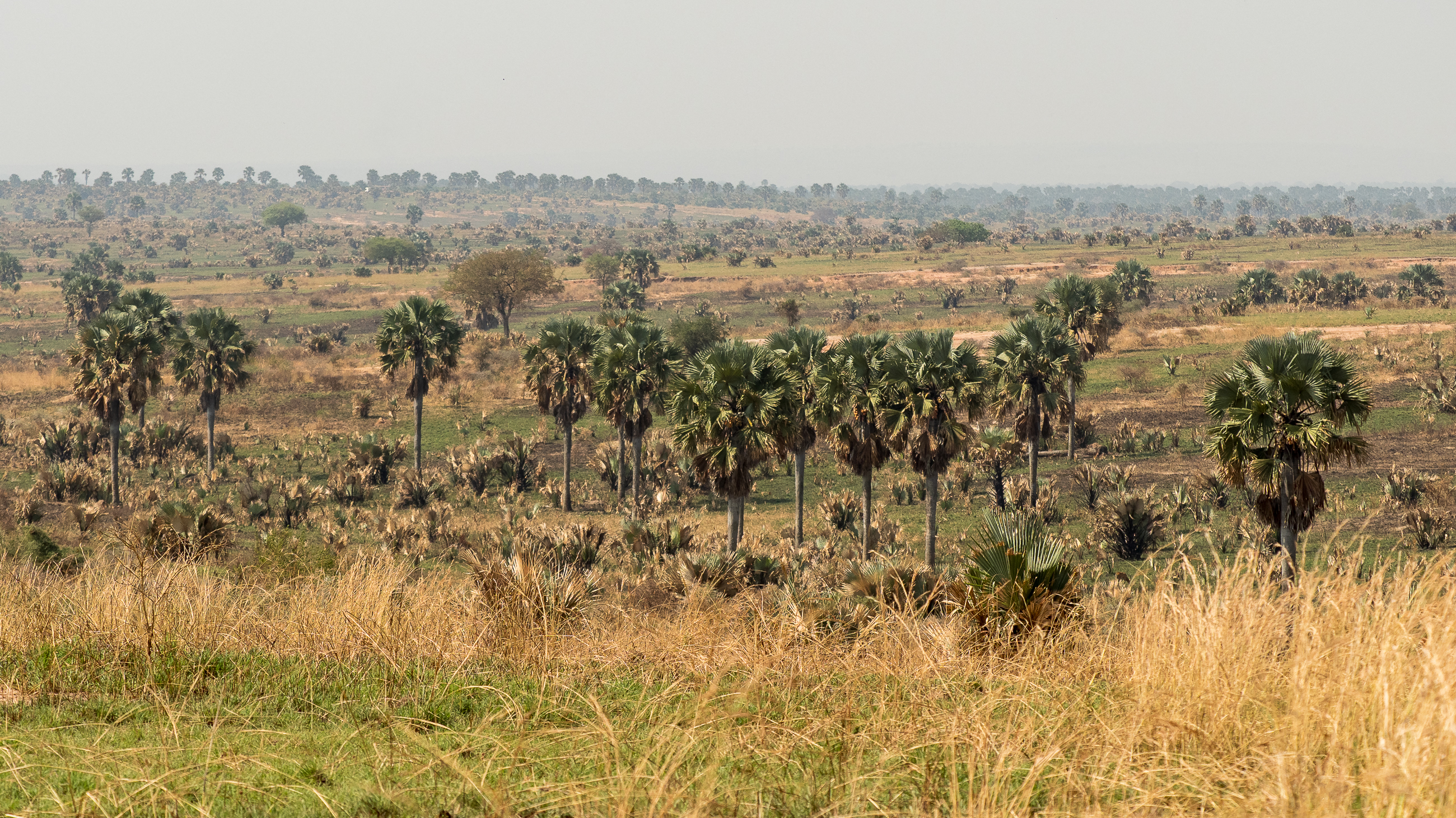 Nazwa:  P2220818.jpg
Wyświetleń: 51
Rozmiar:  4,38 MB