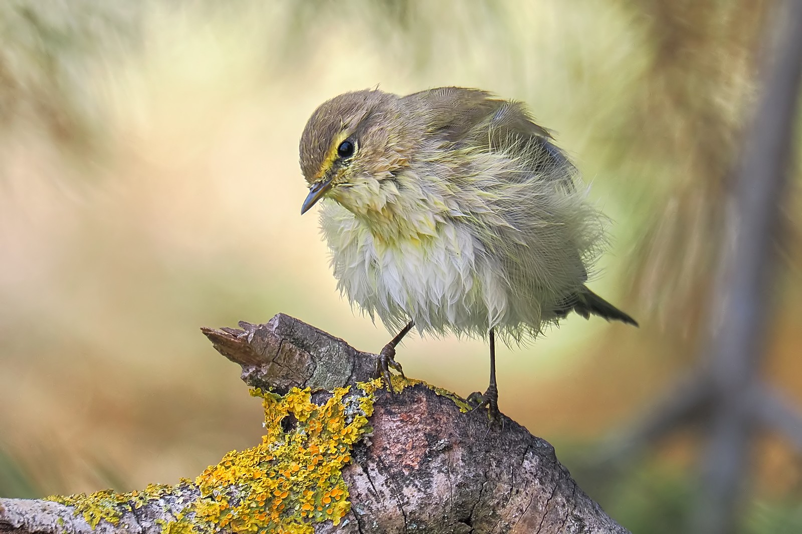 Nazwa:  pierwiosnek338295jf.jpg
Wyświetleń: 86
Rozmiar:  334,3 KB