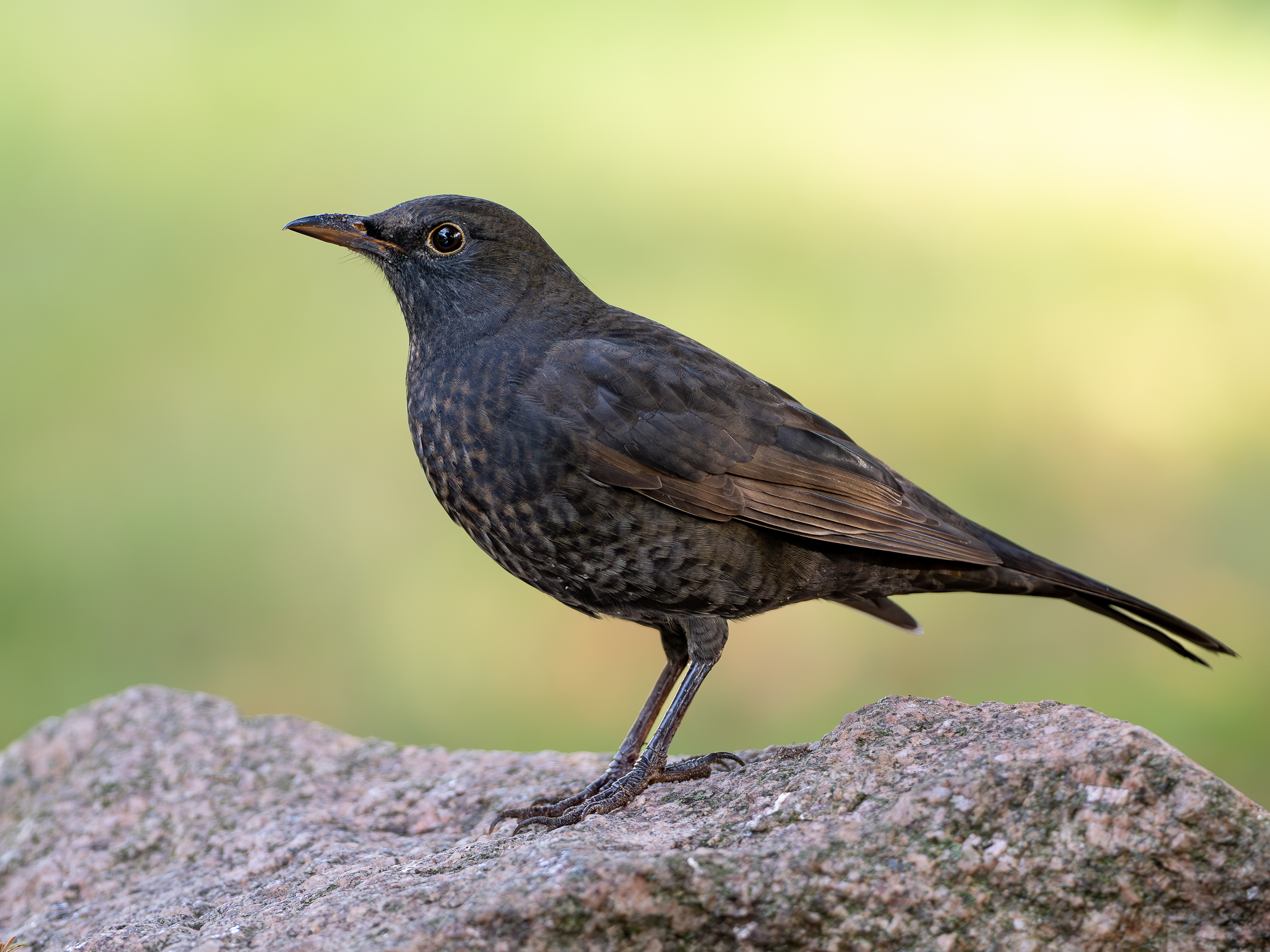 Nazwa:  PA060003-2.jpg
Wyświetleń: 78
Rozmiar:  2,47 MB