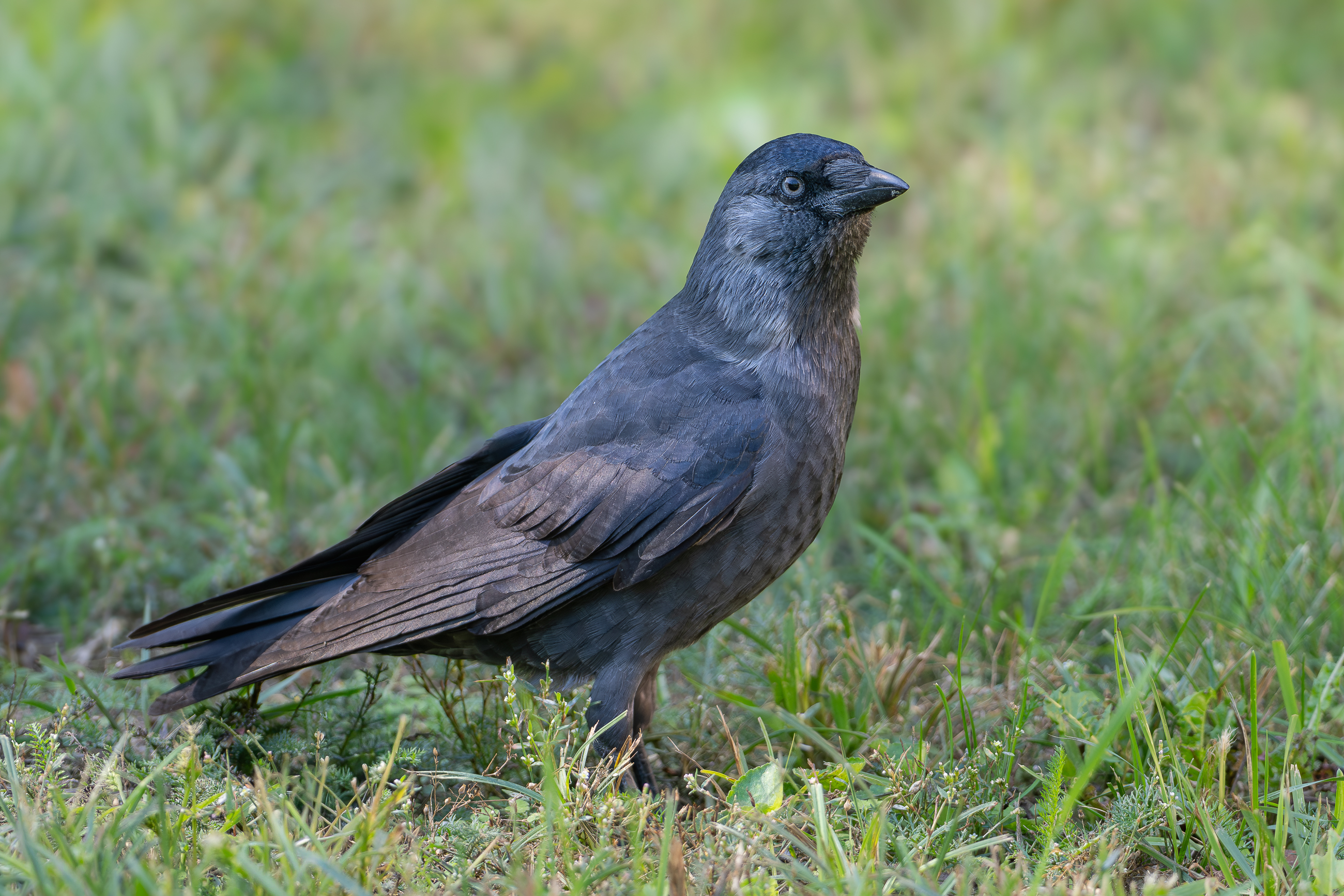 Nazwa:  P9210033-2.jpg
Wyświetleń: 76
Rozmiar:  2,59 MB