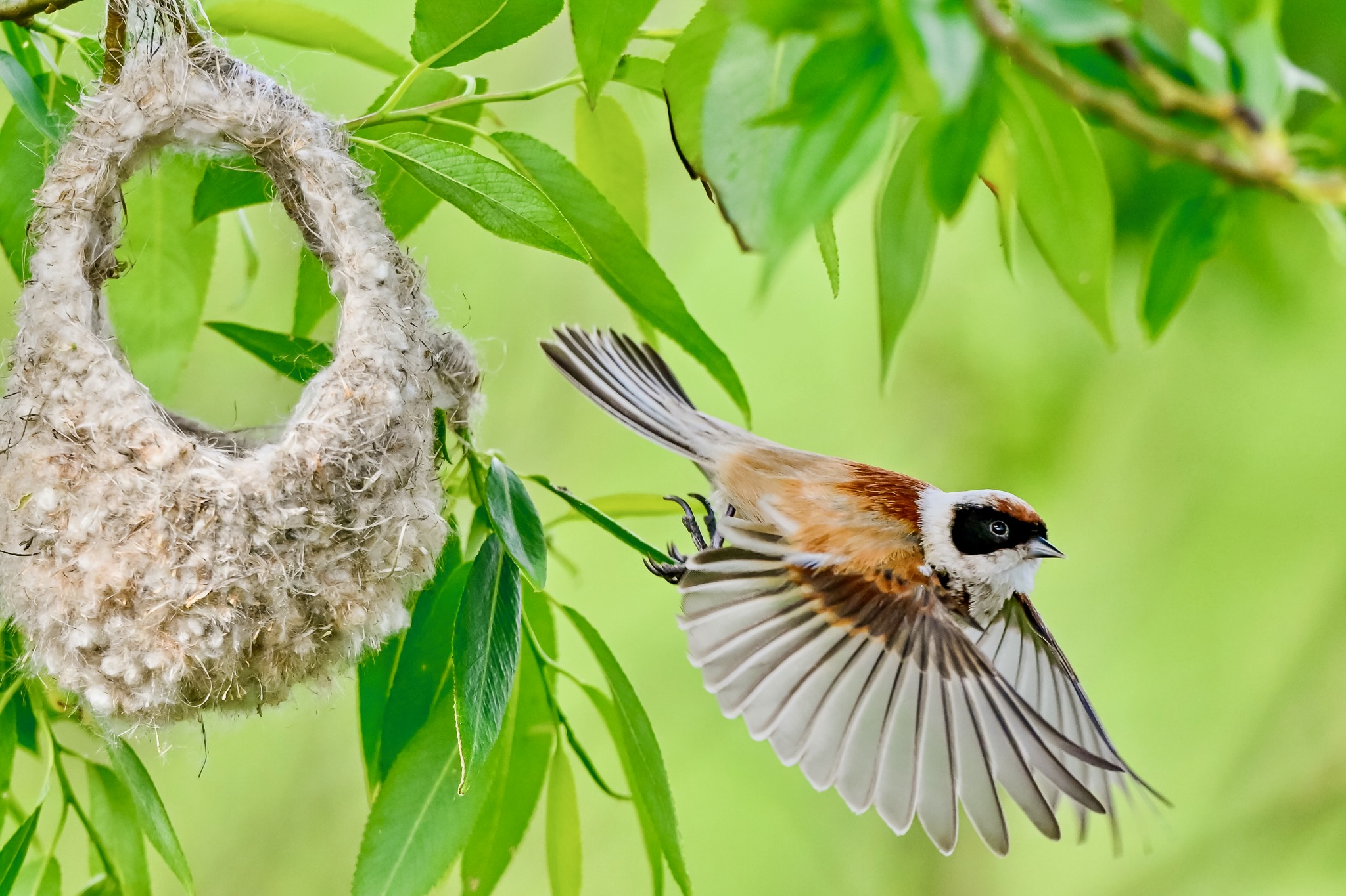 Nazwa:  Z63-110.jpeg
Wyświetleń: 49
Rozmiar:  595,0 KB