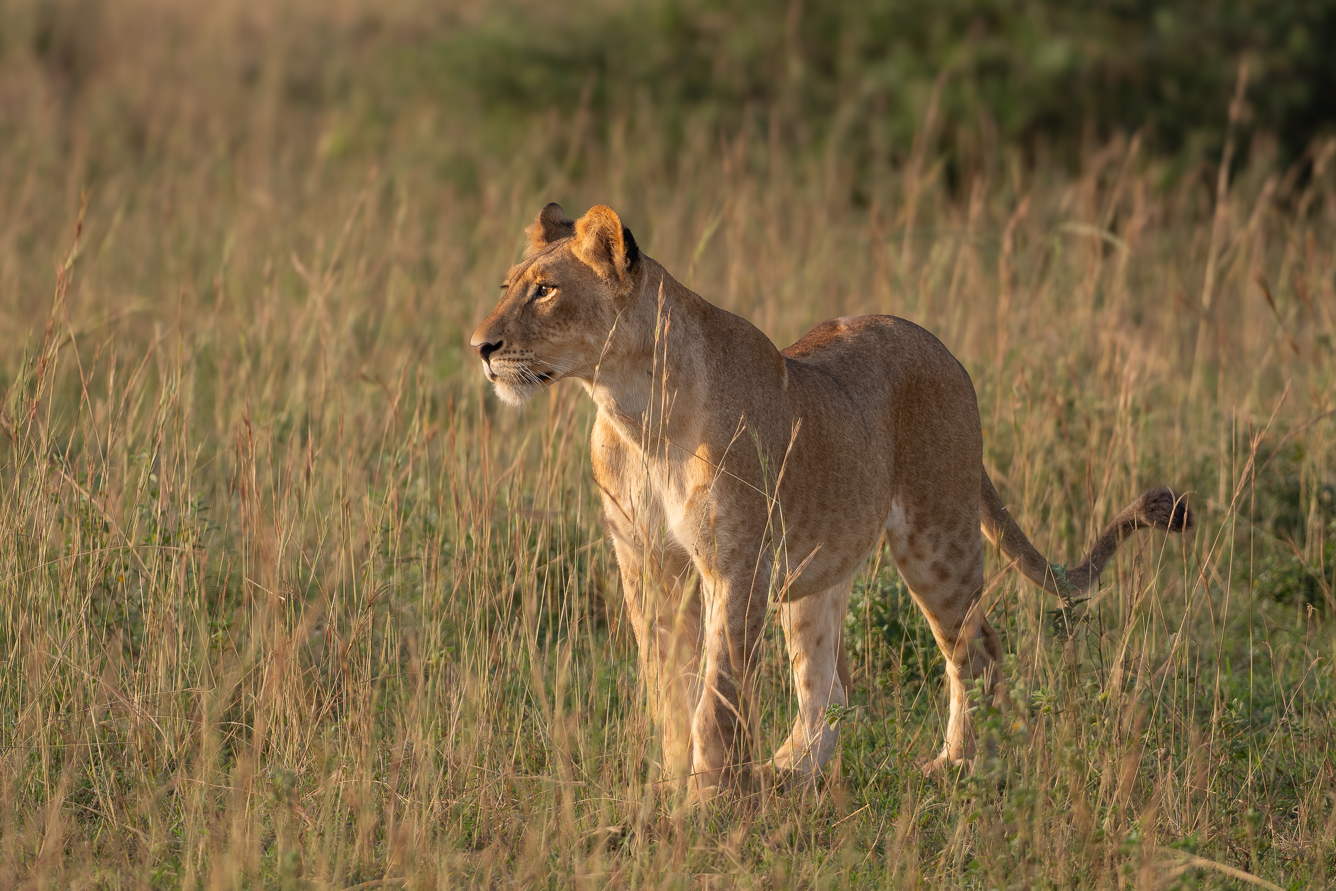 Nazwa:  P2232148.jpg
Wyświetleń: 92
Rozmiar:  3,23 MB