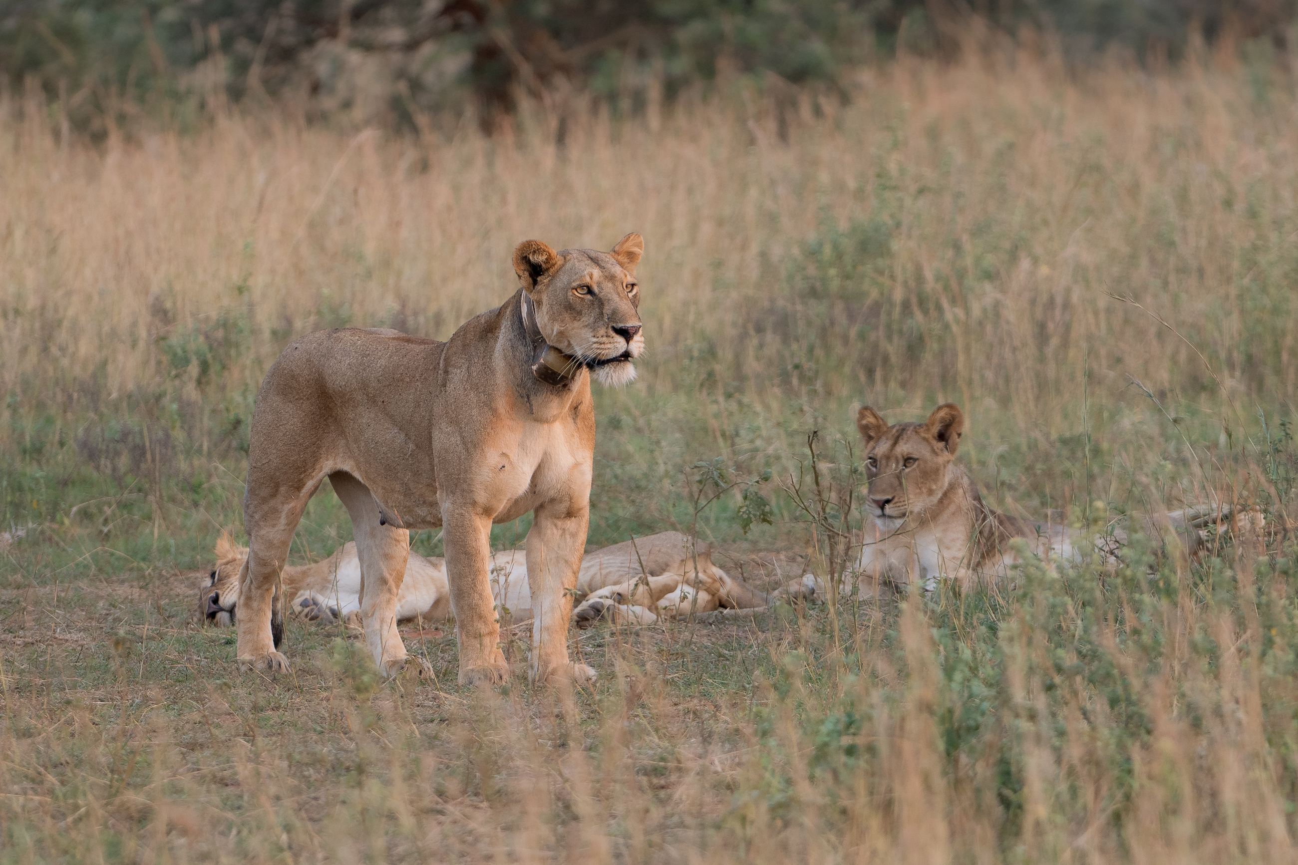 Nazwa:  P2232086.jpg
Wyświetleń: 90
Rozmiar:  3,10 MB