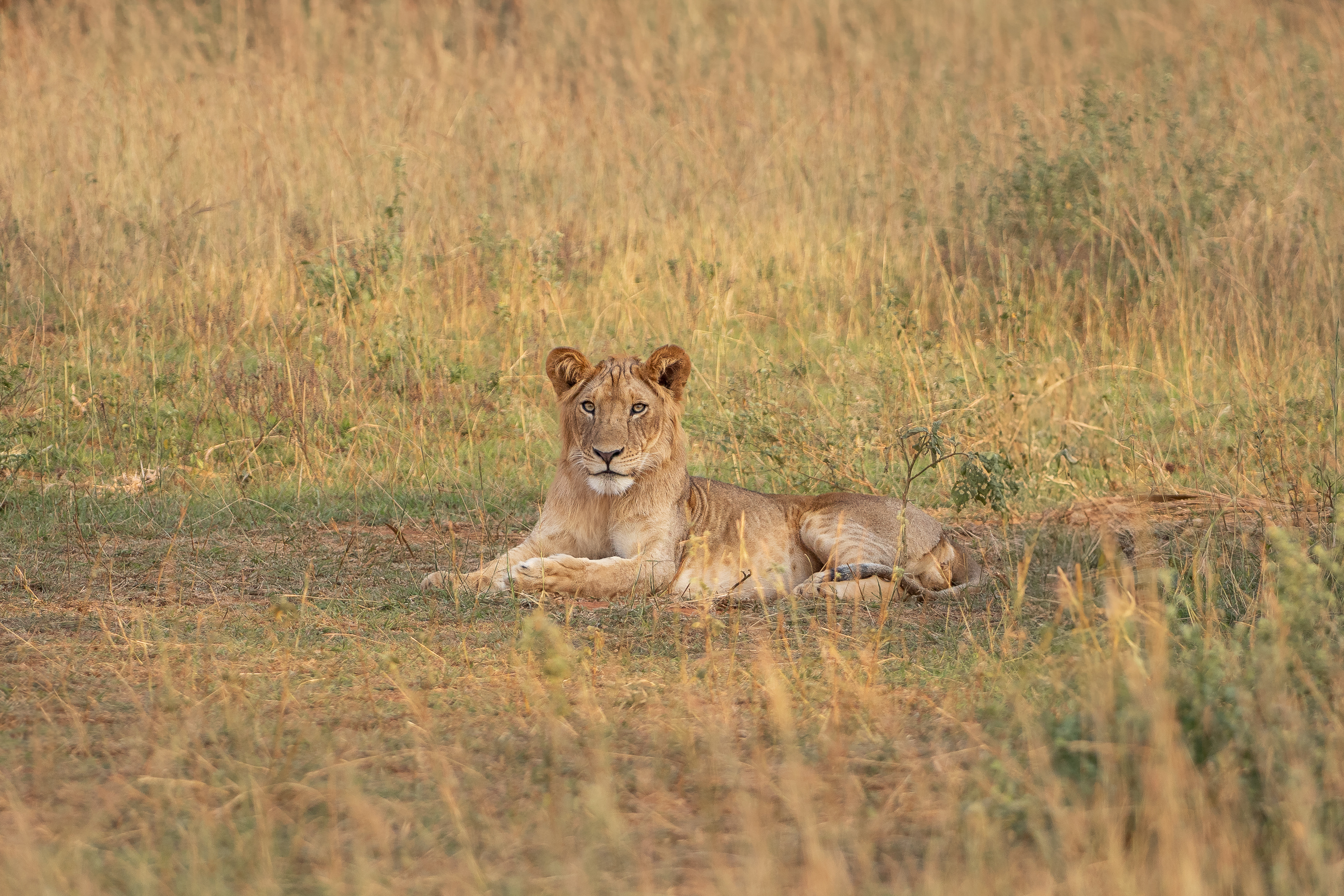 Nazwa:  P2231974.jpg
Wyświetleń: 94
Rozmiar:  4,06 MB