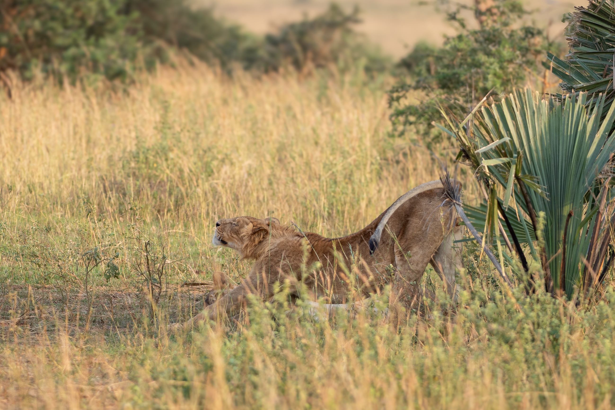 Nazwa:  P2231960.jpg
Wyświetleń: 96
Rozmiar:  3,04 MB