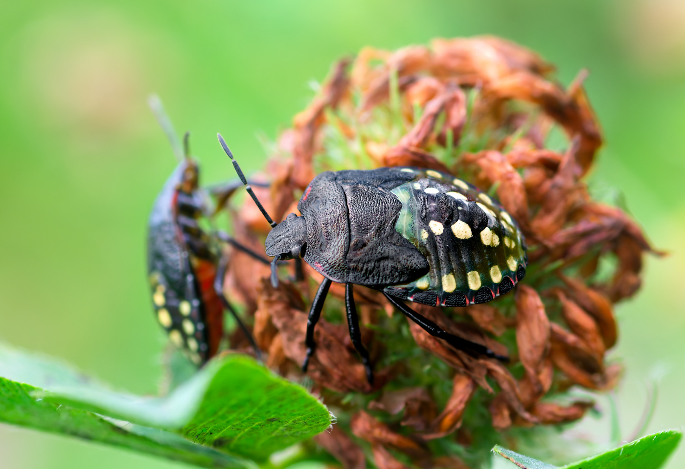 Nazwa:  _Z7N0321_DxO.jpg
Wyświetleń: 77
Rozmiar:  394,5 KB