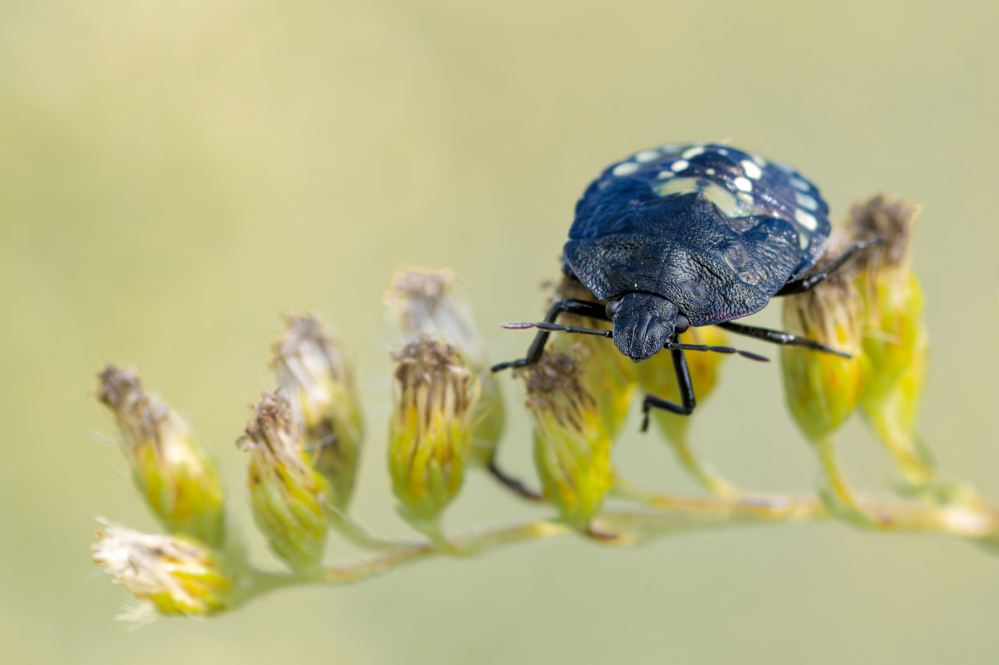 Nazwa:  _Z7N0385_DxO.jpg
Wyświetleń: 82
Rozmiar:  240,6 KB