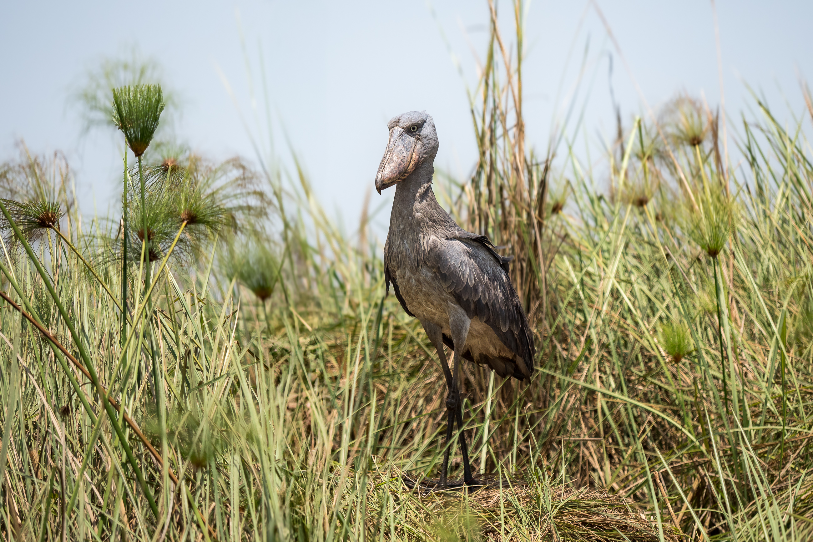 Nazwa:  P2241022.jpg
Wyświetleń: 75
Rozmiar:  3,54 MB